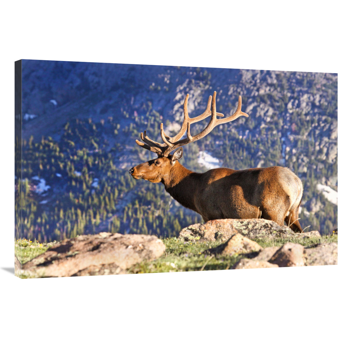 Velvet Above the Timberline-Canvas Art-40&quotx26.8"