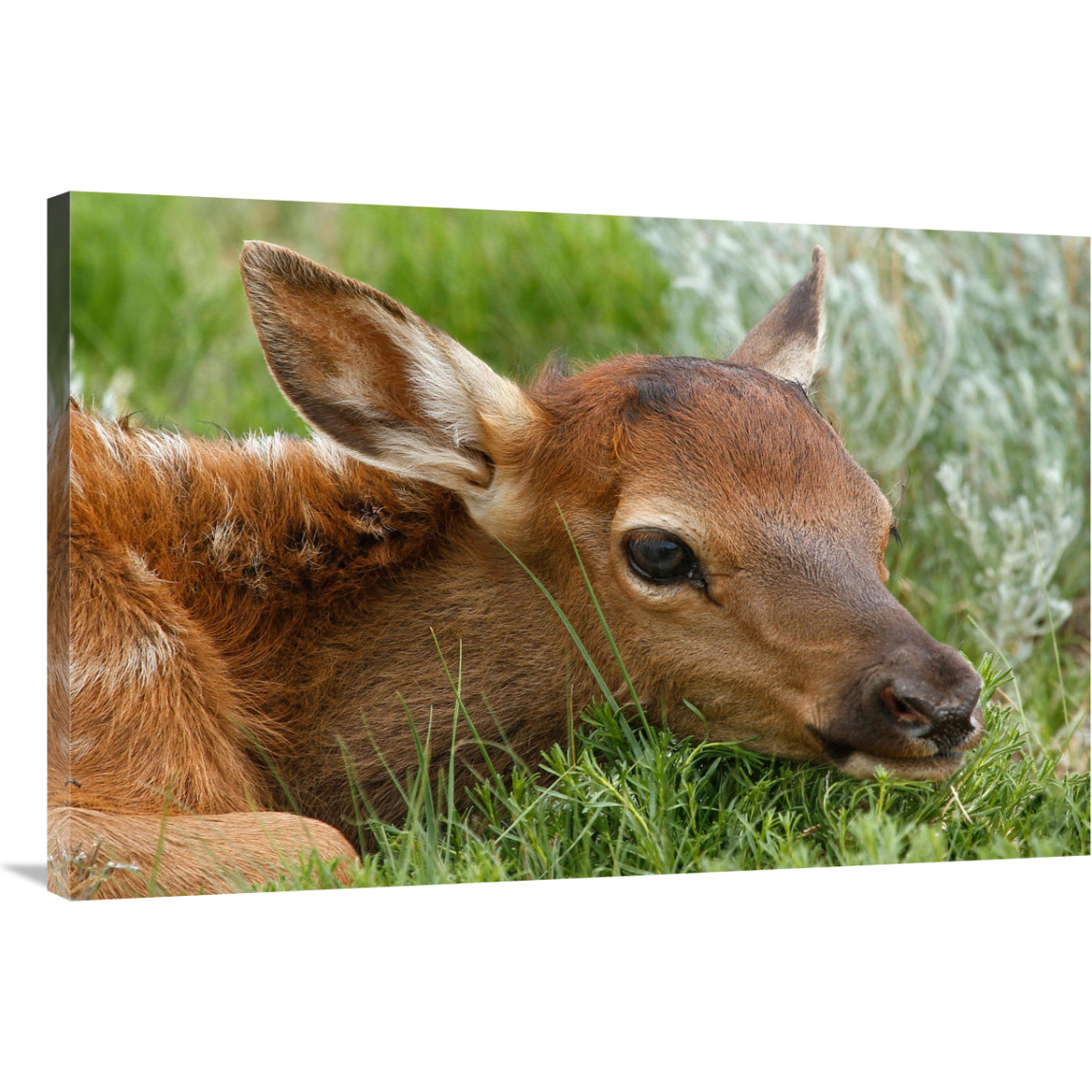 Resting Calf-Canvas Art-40&quotx26.8"