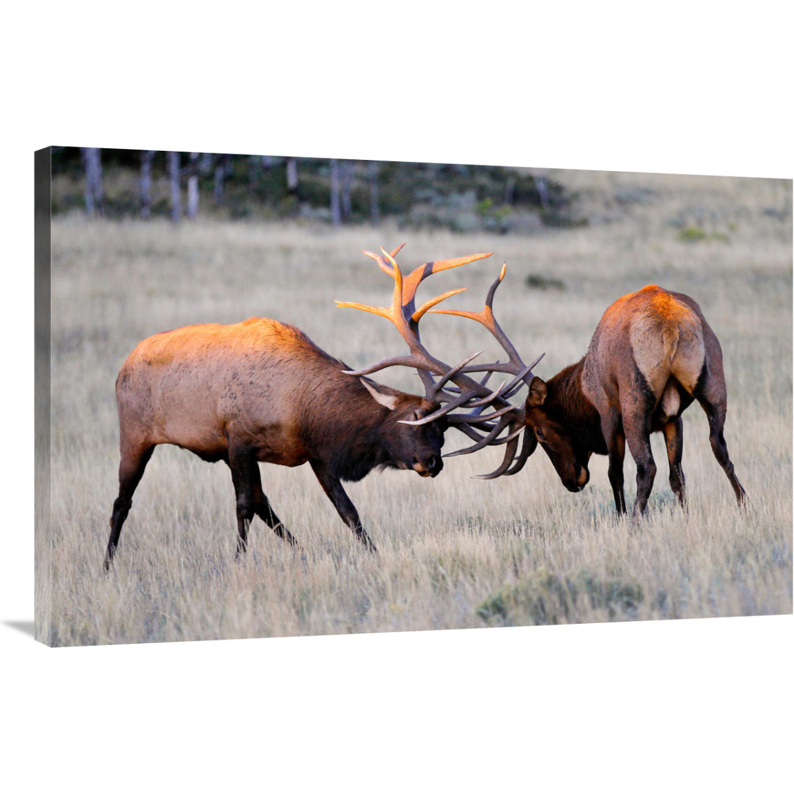 Elk Duel at Sunrise-Canvas Art-40&quotx26"