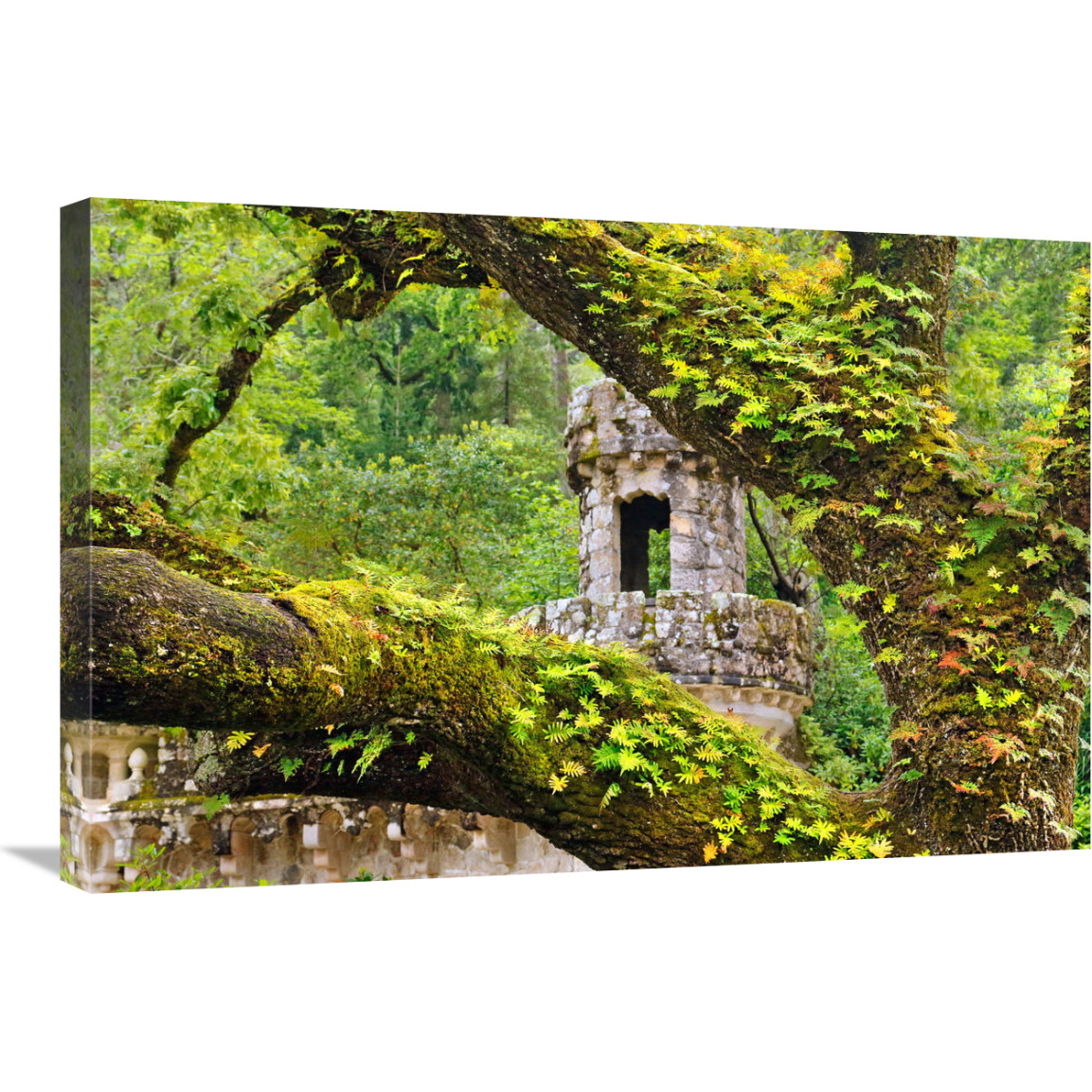 Enchanted Forest-Canvas Art-30&quotx20.1"