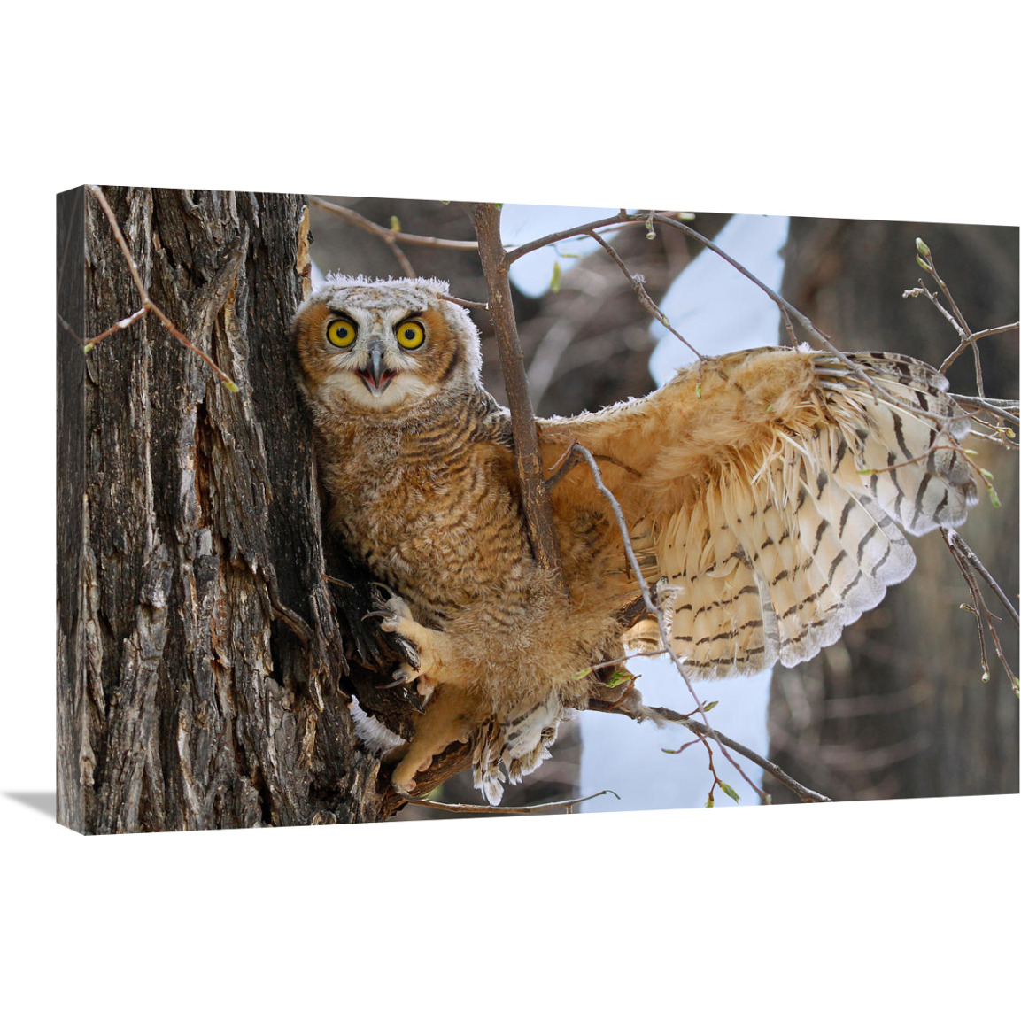 Fledgling Owl-Canvas Art-30&quotx20.1"