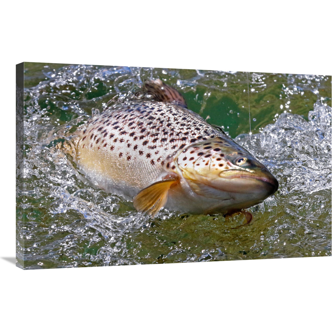 Hooked Brown Trout-Canvas Art-36&quotx23.4"