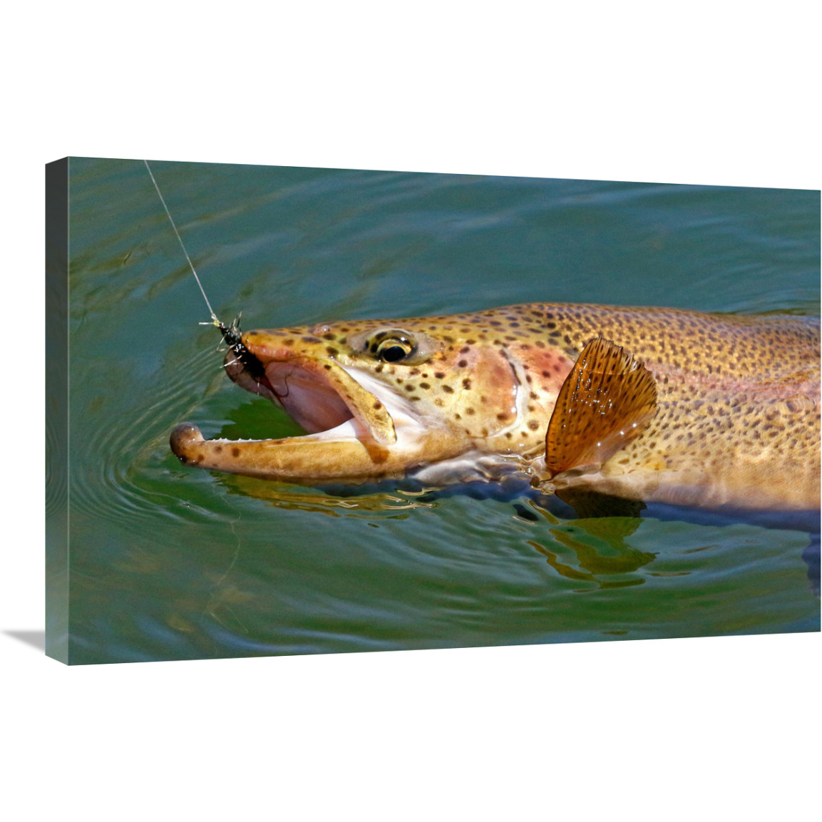 Landed Brown Trout-Canvas Art-30&quotx19.5"