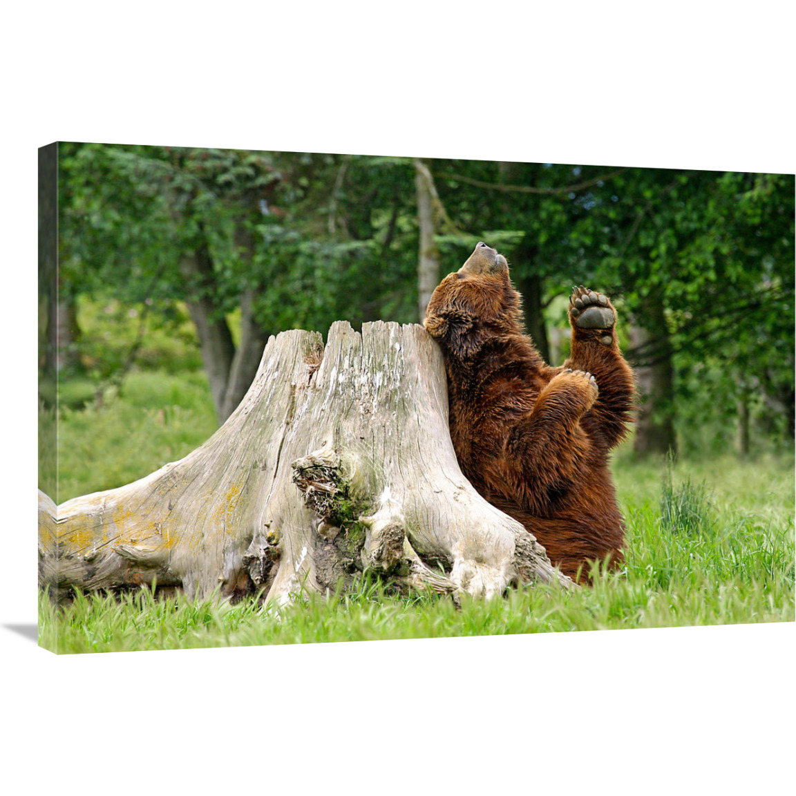 Kodiak Brown Bear Scratching-Canvas Art-36&quotx24.12"