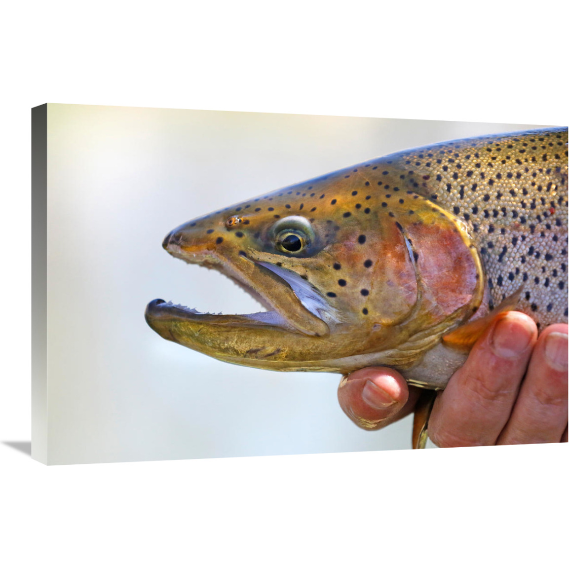 King Trout-Canvas Art-30&quotx20.1"