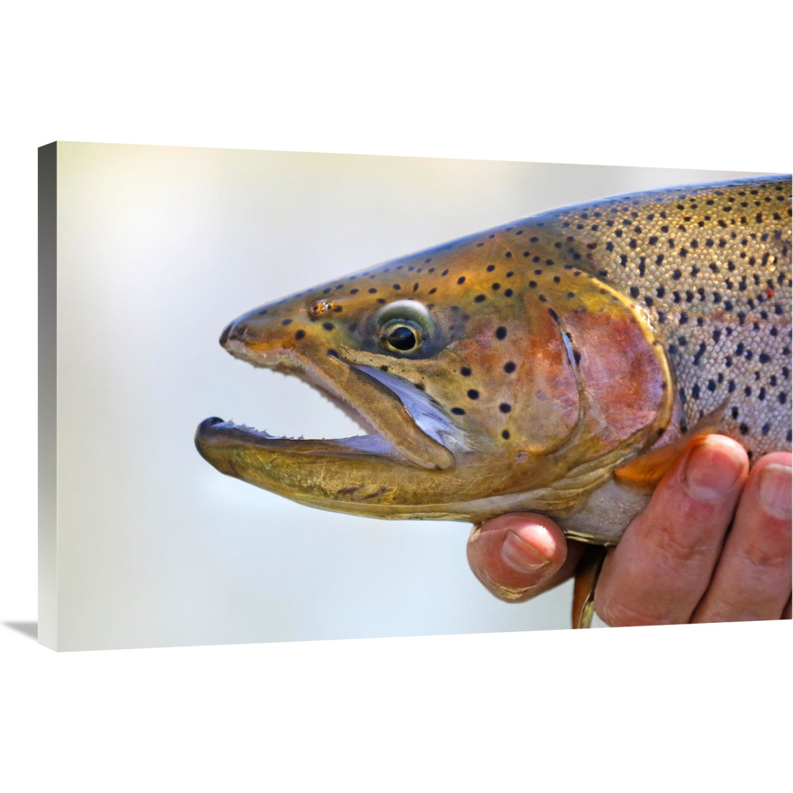 King Trout-Canvas Art-36&quotx24.12"