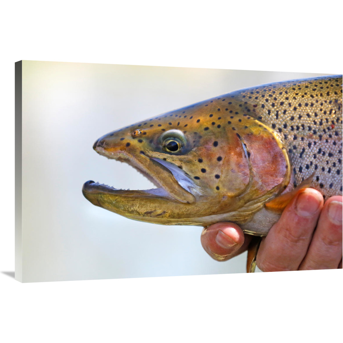 King Trout-Canvas Art-40&quotx26.8"