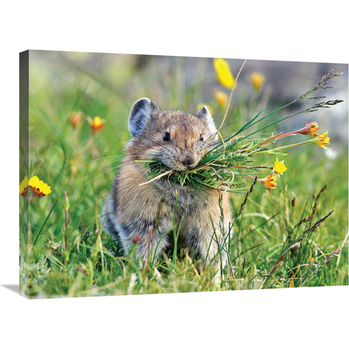 Pika-Canvas Art-30&quotx22.5"