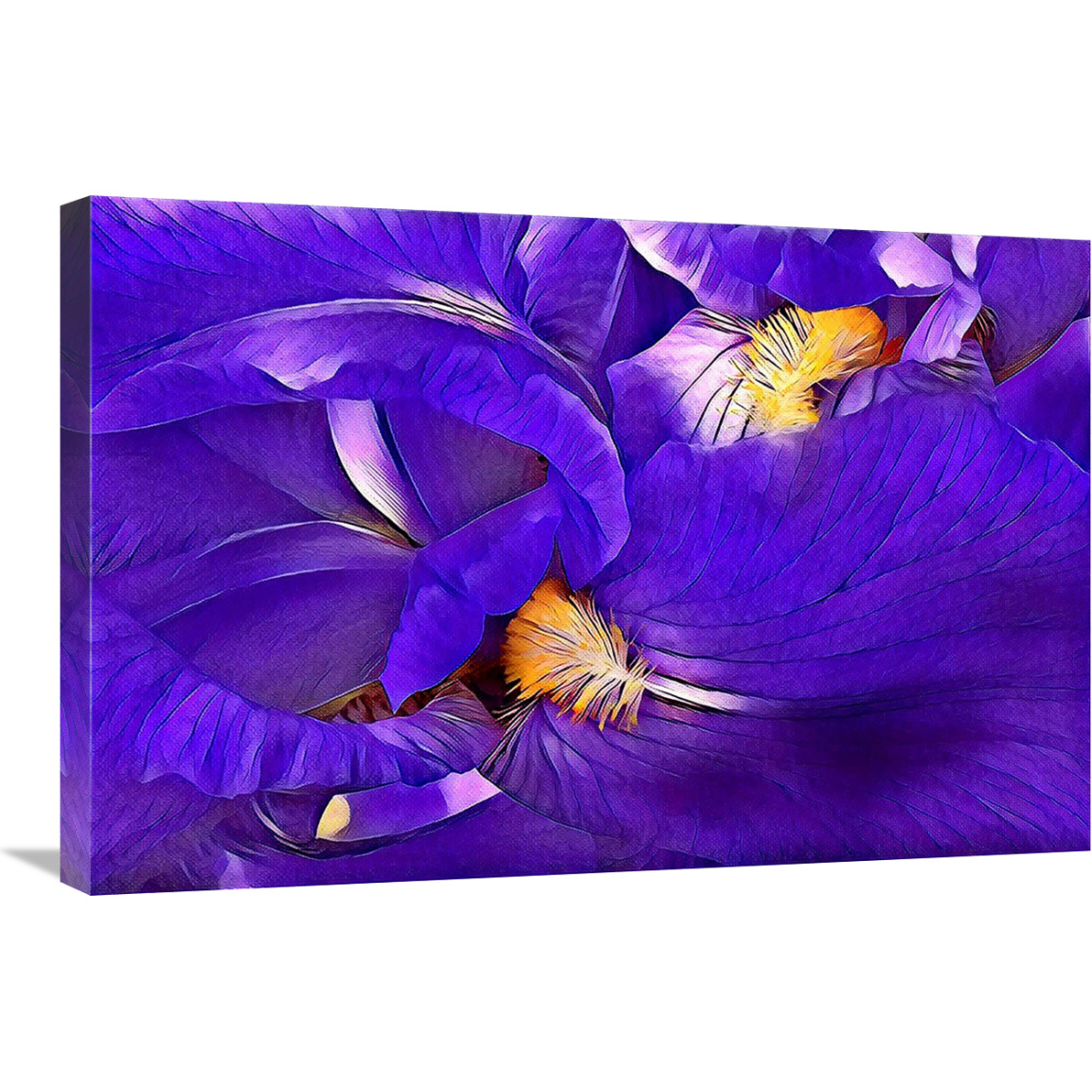 Purple Iris-Canvas Art-30&quotx20.1"