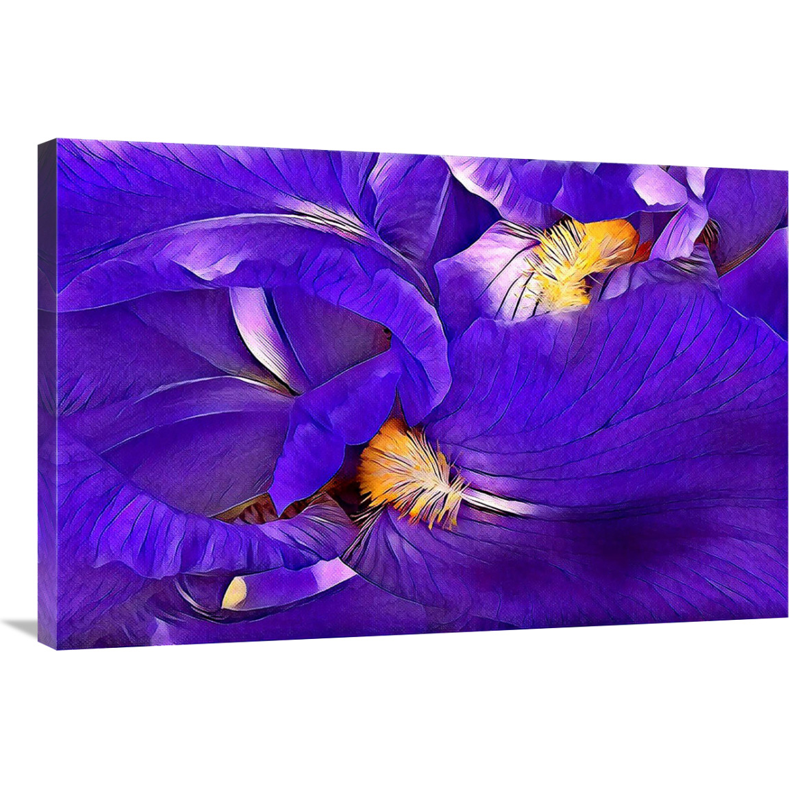 Purple Iris-Canvas Art-36&quotx24.12"