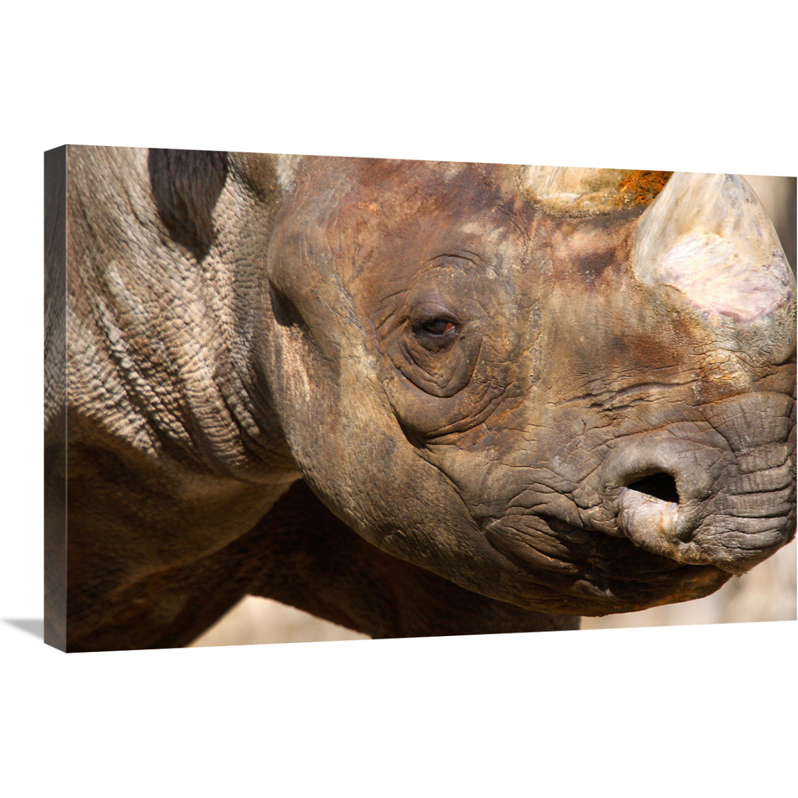 Rhino-Canvas Art-30&quotx20.1"