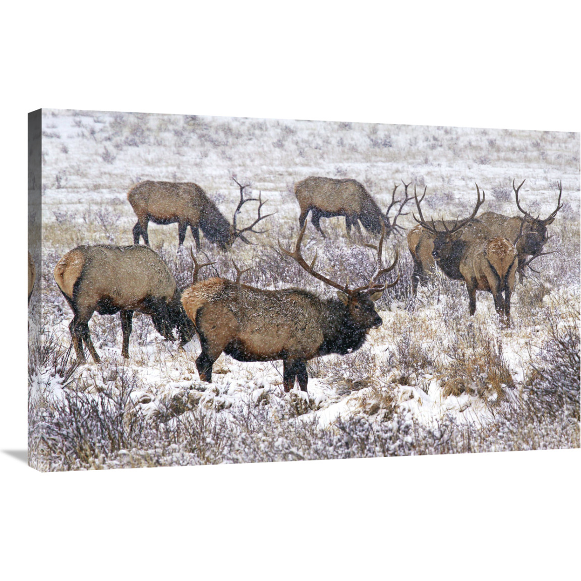 Searching the Snowy Meadow-Canvas Art-36&quotx23.4"