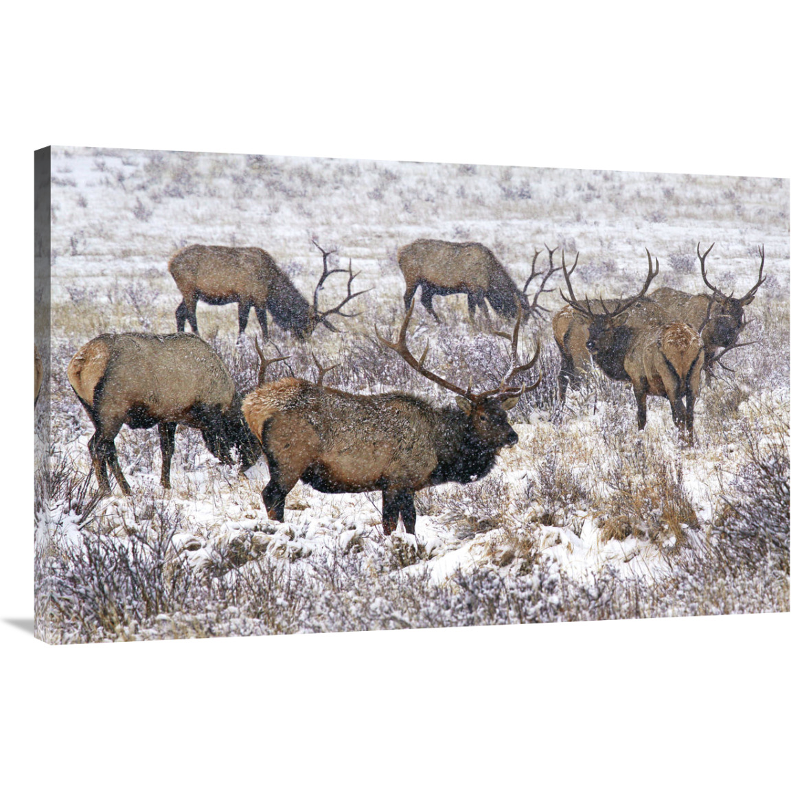 Searching the Snowy Meadow-Canvas Art-40&quotx26"