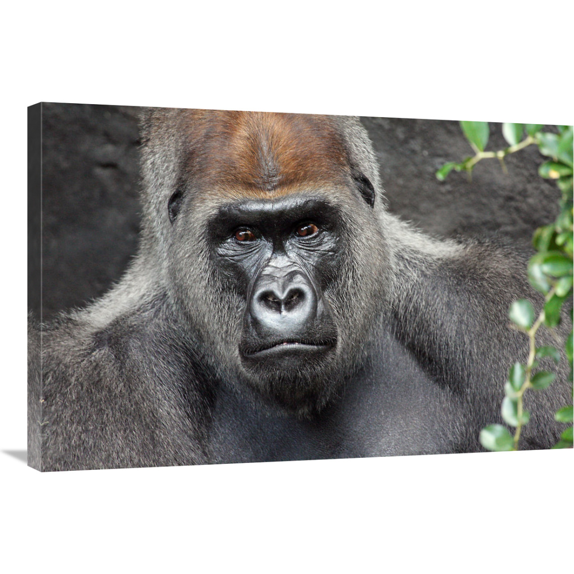 Undisputed King-Canvas Art-36&quotx24.12"