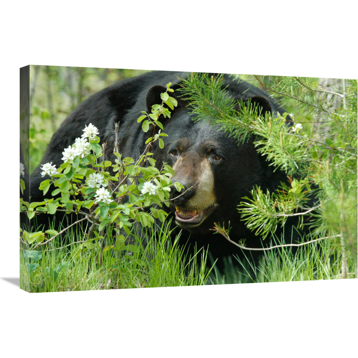 Lounging Black Bear-Canvas Art-30&quotx20.1"