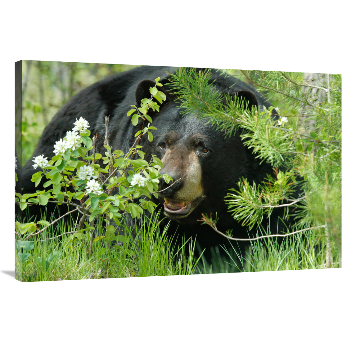 Lounging Black Bear-Canvas Art-40&quotx26.8"