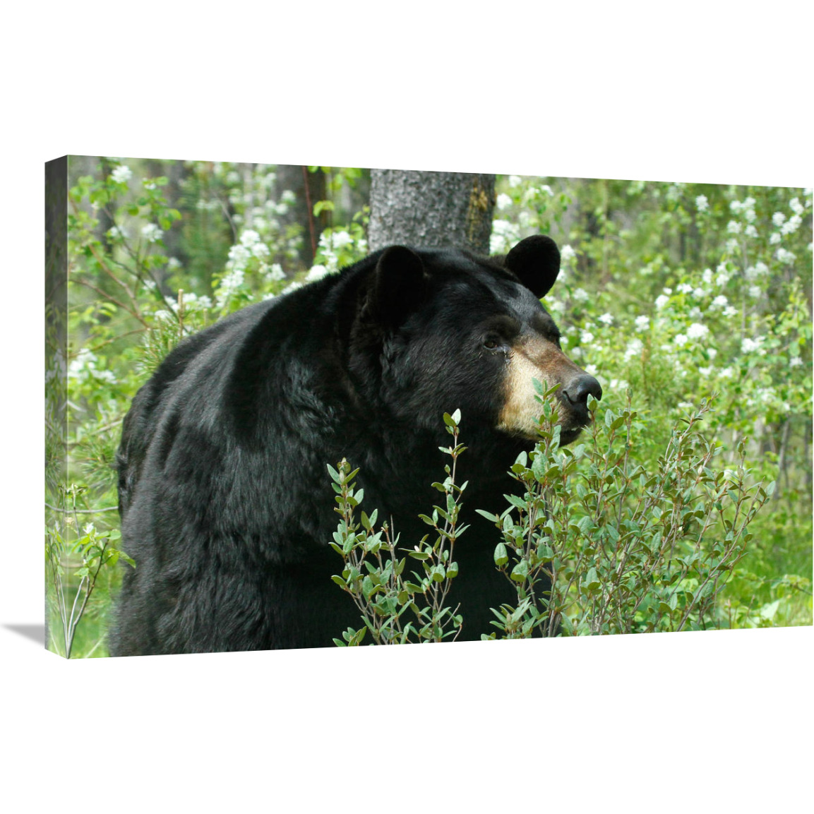 Spring Time in Bear Country-Canvas Art-30&quotx19.5"