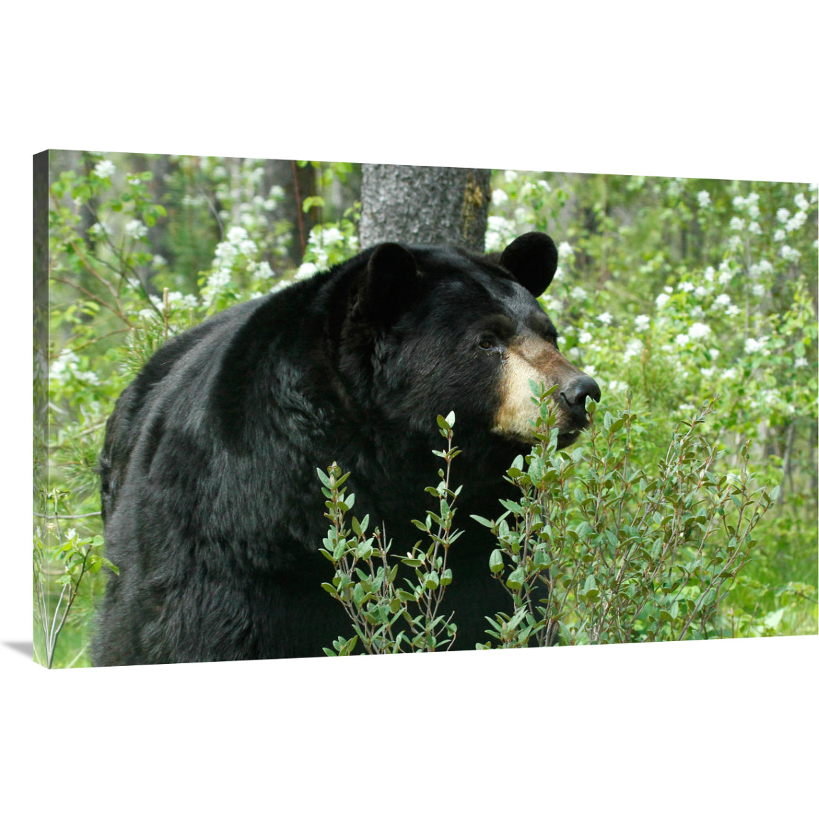 Spring Time in Bear Country-Canvas Art-44&quotx28.6"