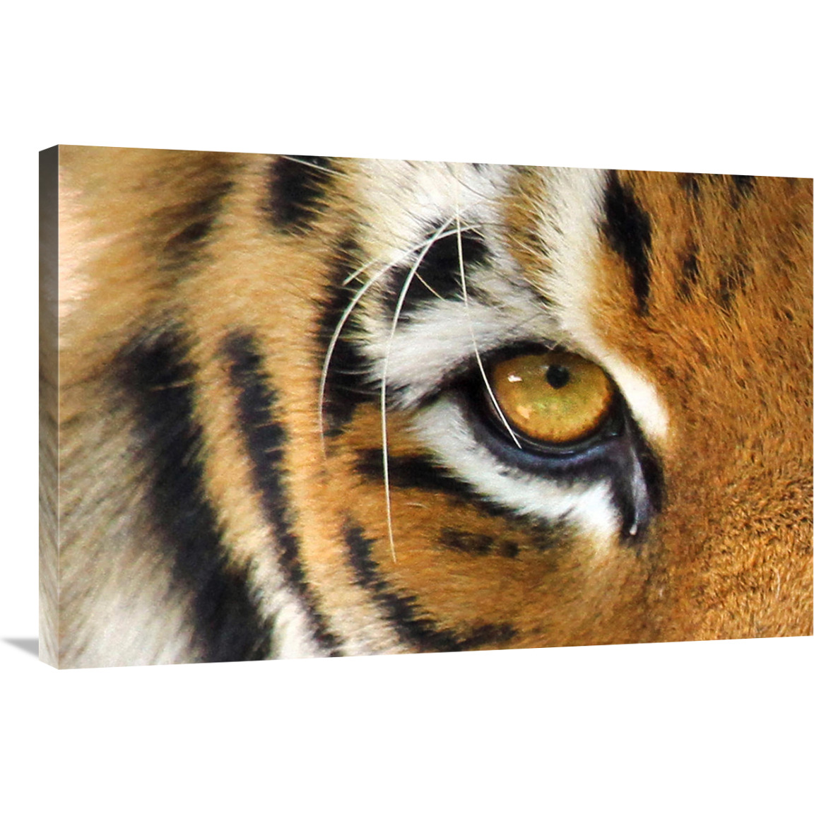 Tiger Eye-Canvas Art-36&quotx24.12"