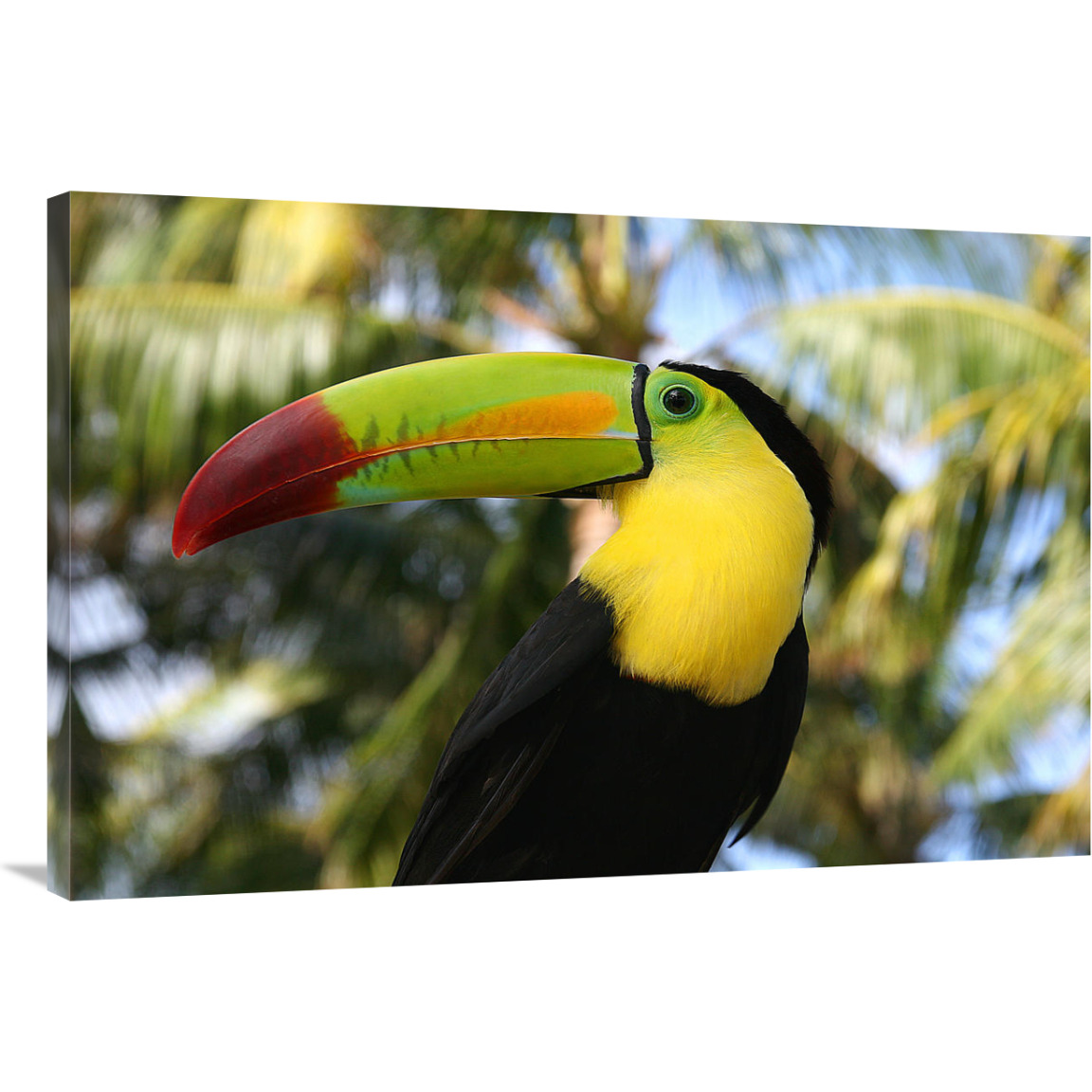 Tucan-Canvas Art-40&quotx26.8"