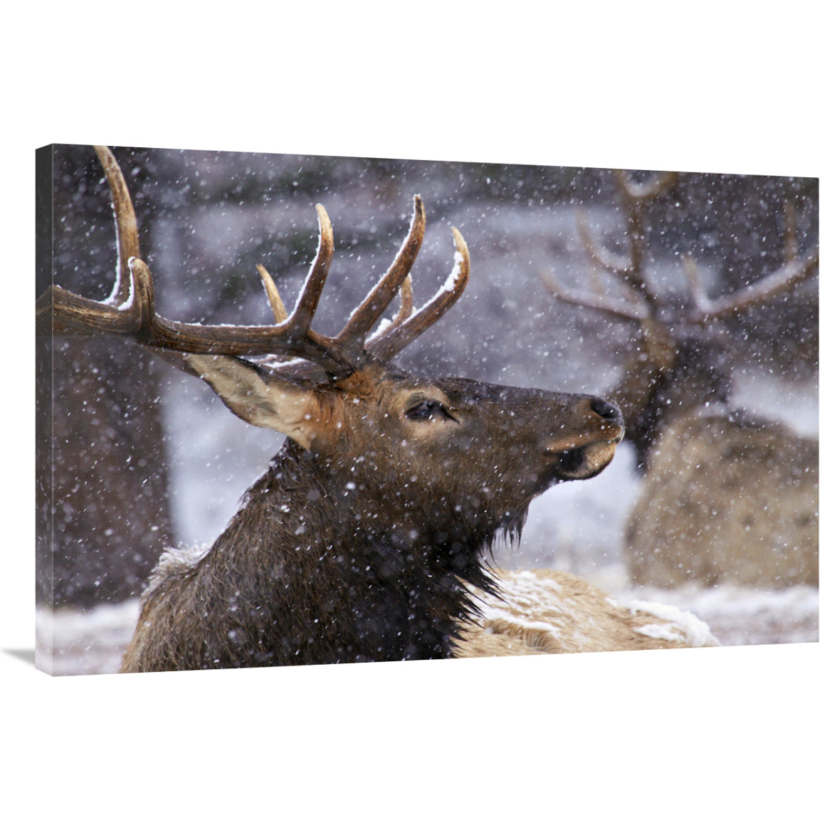 Gathering Snow-Canvas Art-40&quotx26.8"