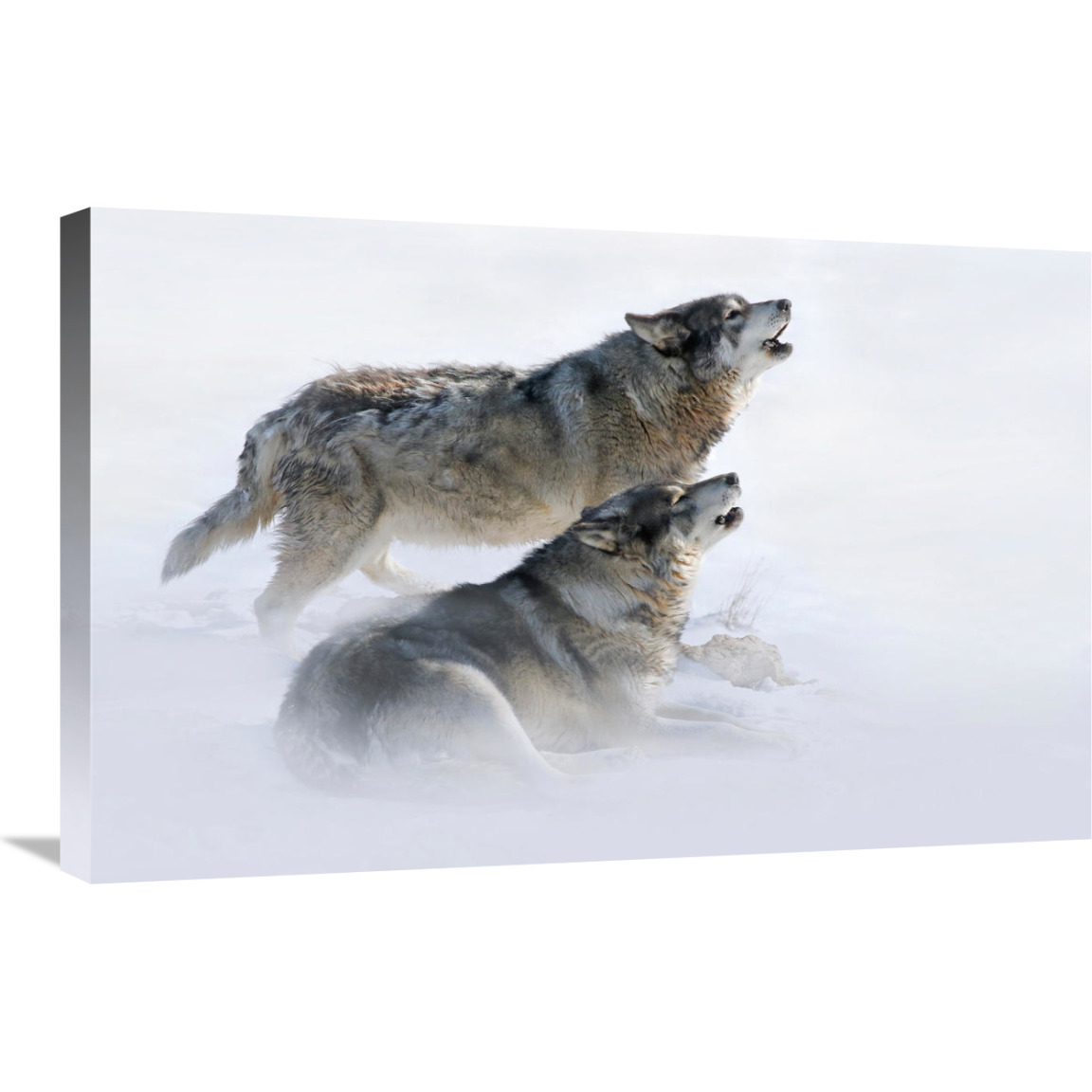 Brothers Howling-Canvas Art-30&quotx19.5"