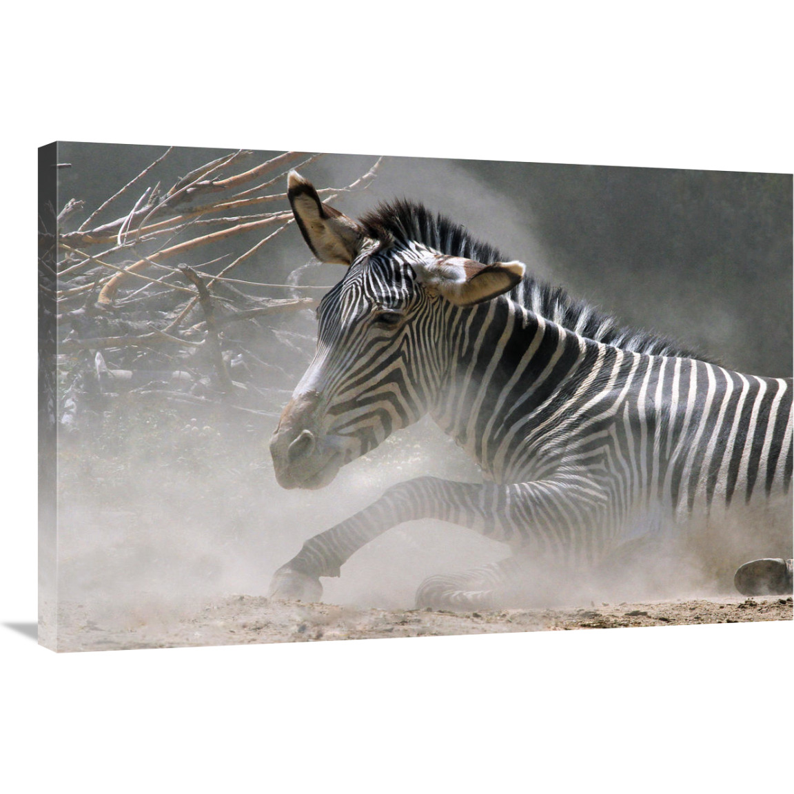 Zebra in the Dust-Canvas Art-36&quotx24.12"