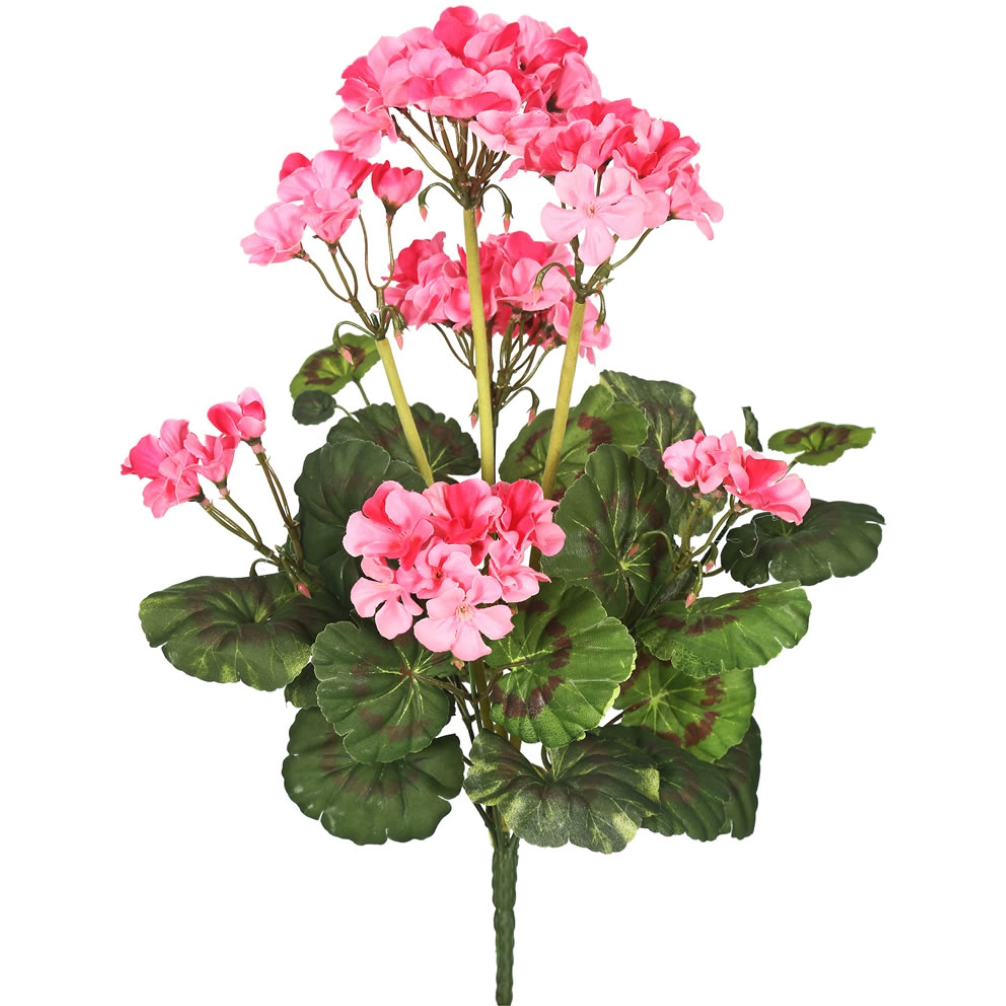 20" Pink Geranium Bush 4/pk