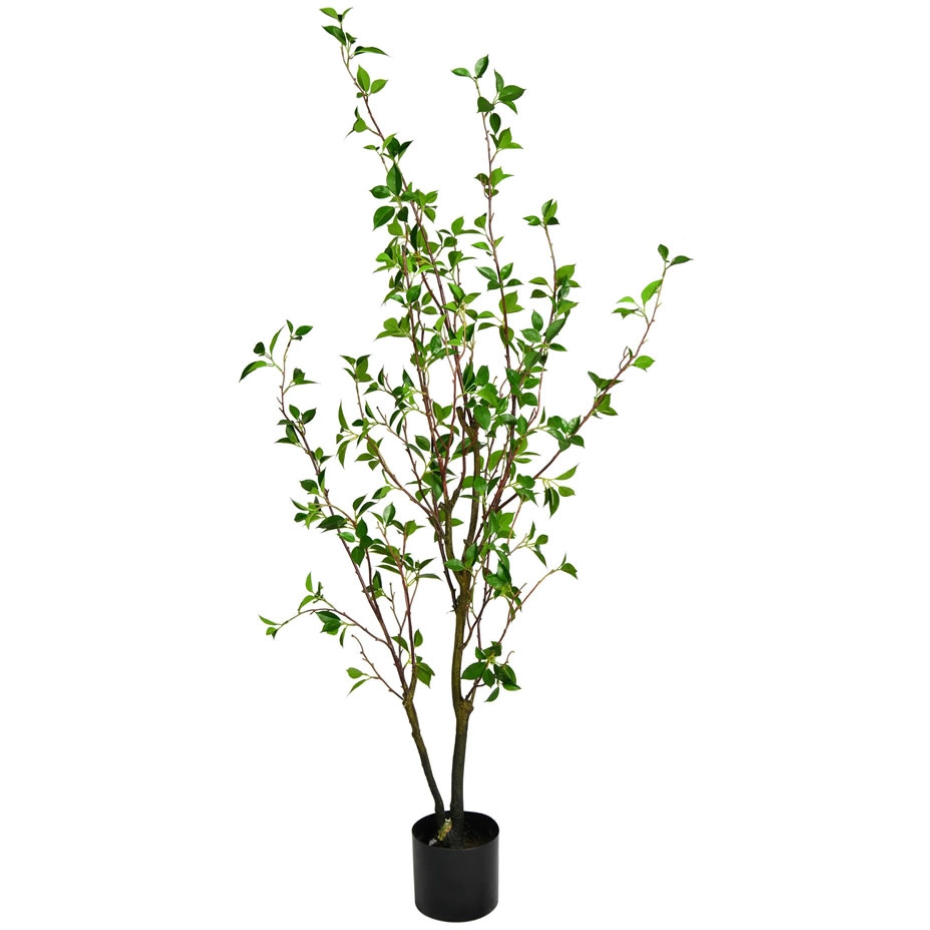 60" Potted Baby Leaf Tree