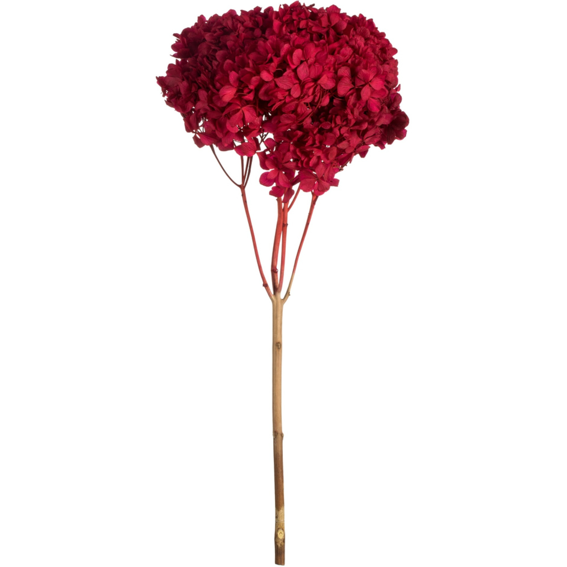 15" Red Hydrangea Stem