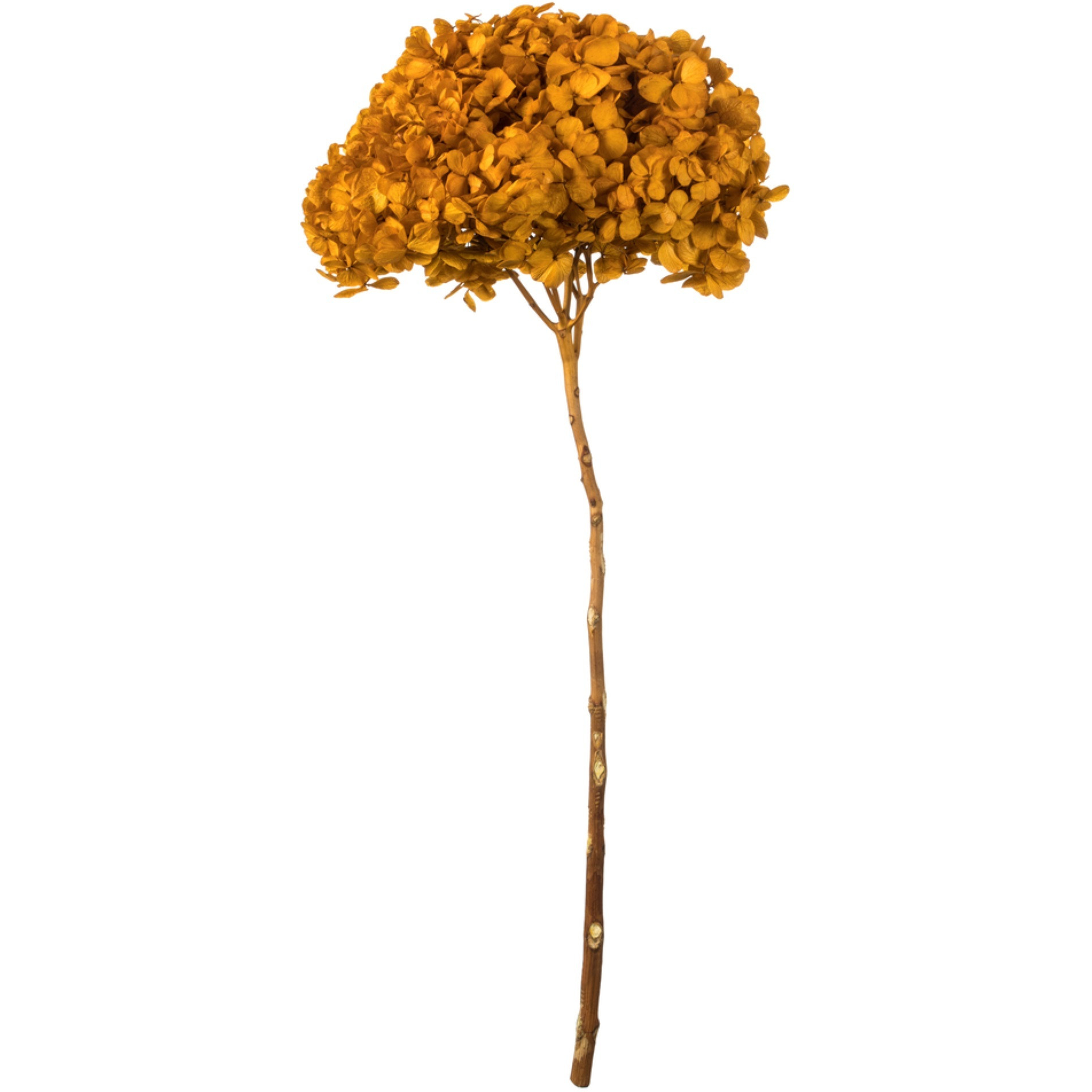 15" Aspen Gold Hydrangea Stem