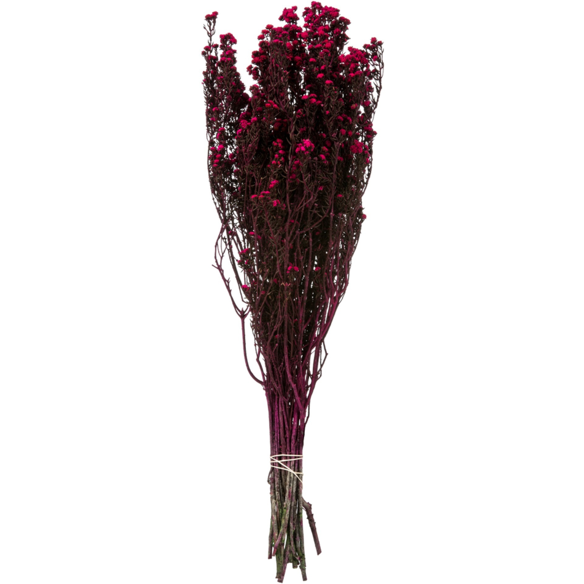 12-22" Raspberry Phylica Bundle 5oz