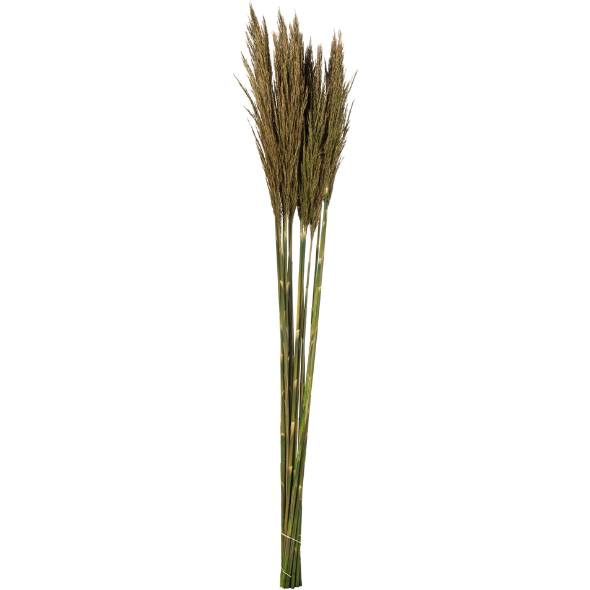 36" Natural Green Plume Reed Bundle 7oz