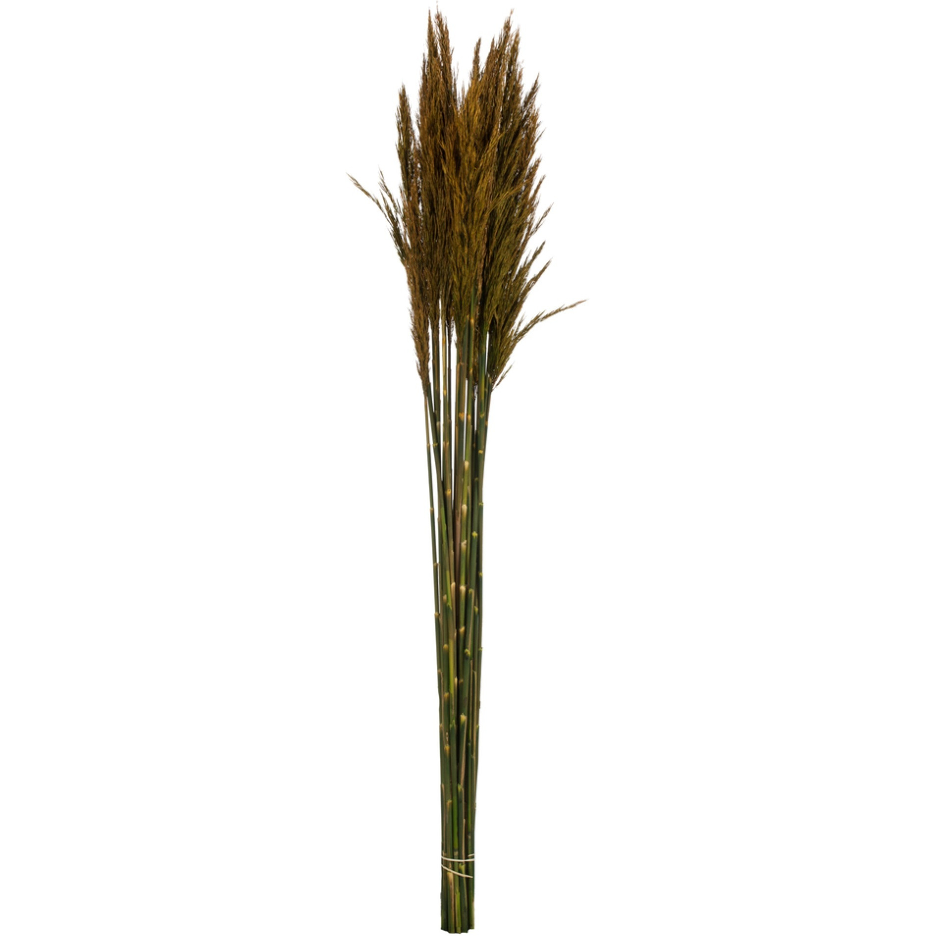 36" Aspen Gold Plume Reed Bundle 7oz