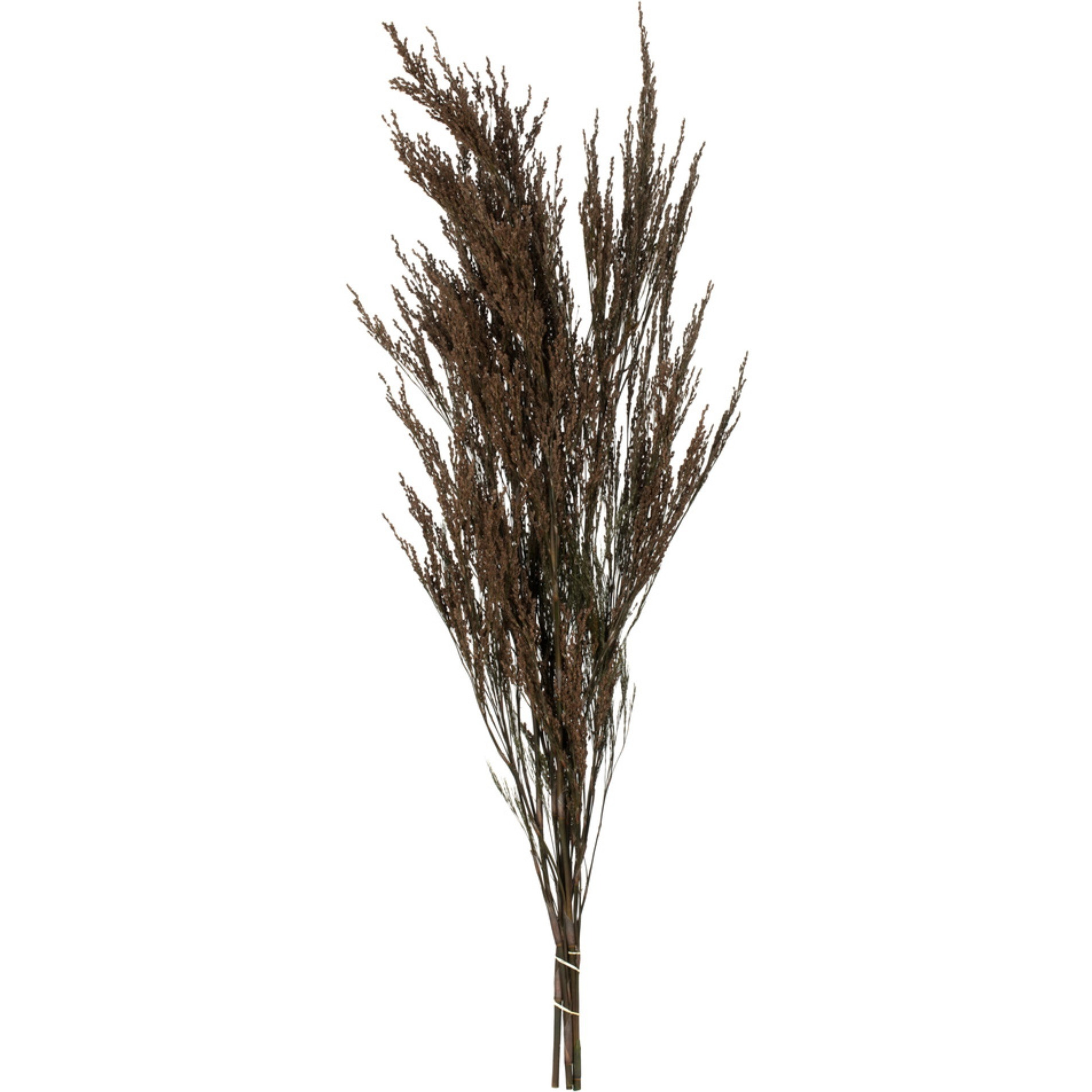 36-40" Green Reed Grass Bundle 8oz