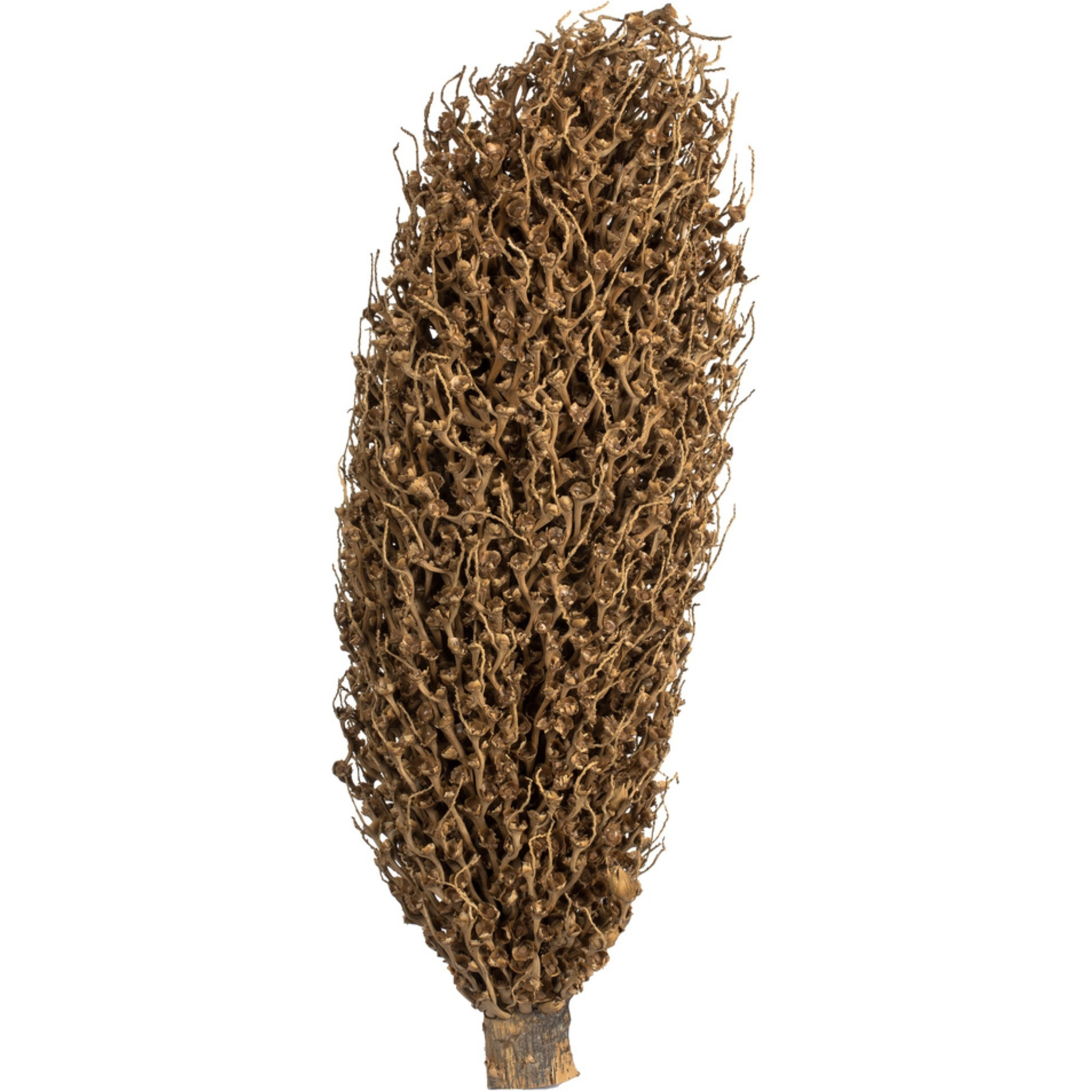 22 x 7" avg Natural Olympia Seed Pod