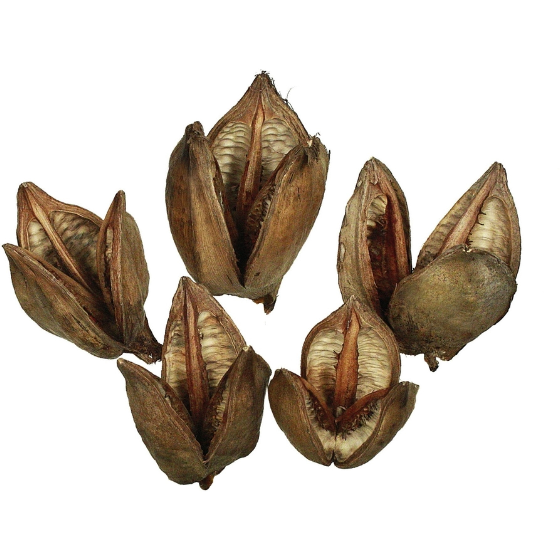 3-4" Natural Sora Pods 25/pk