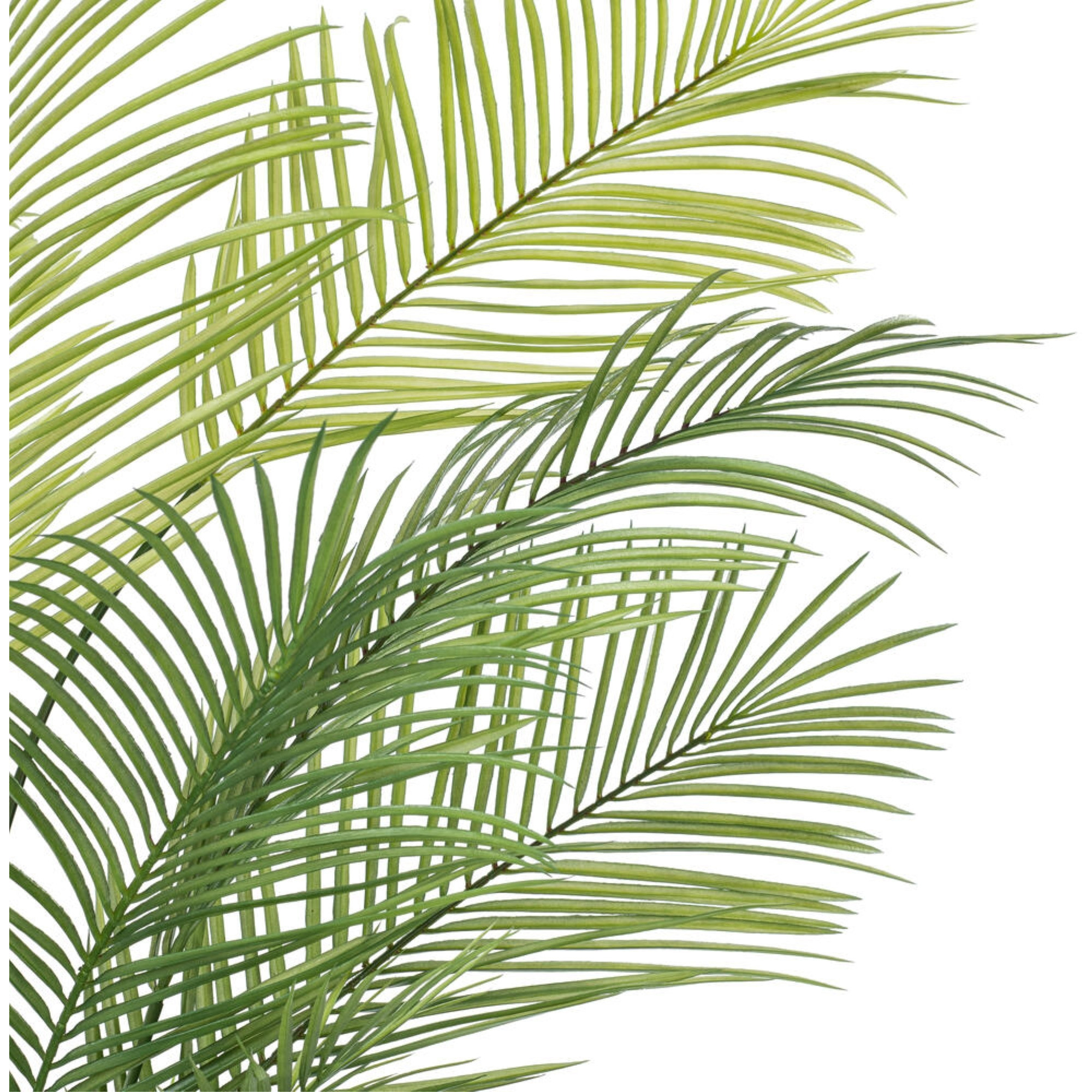 50" Green Areca Palm Plant