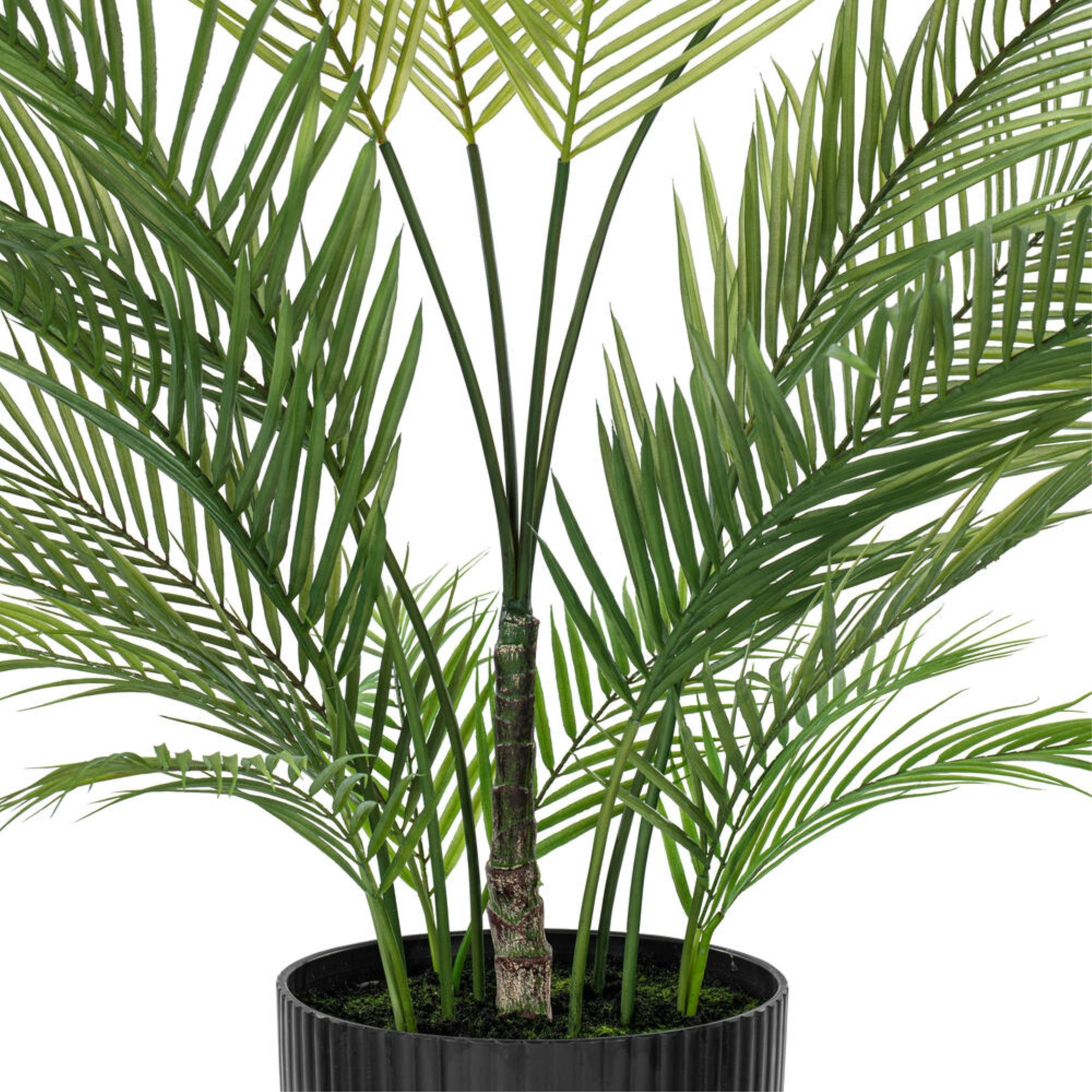 50" Green Areca Palm Plant