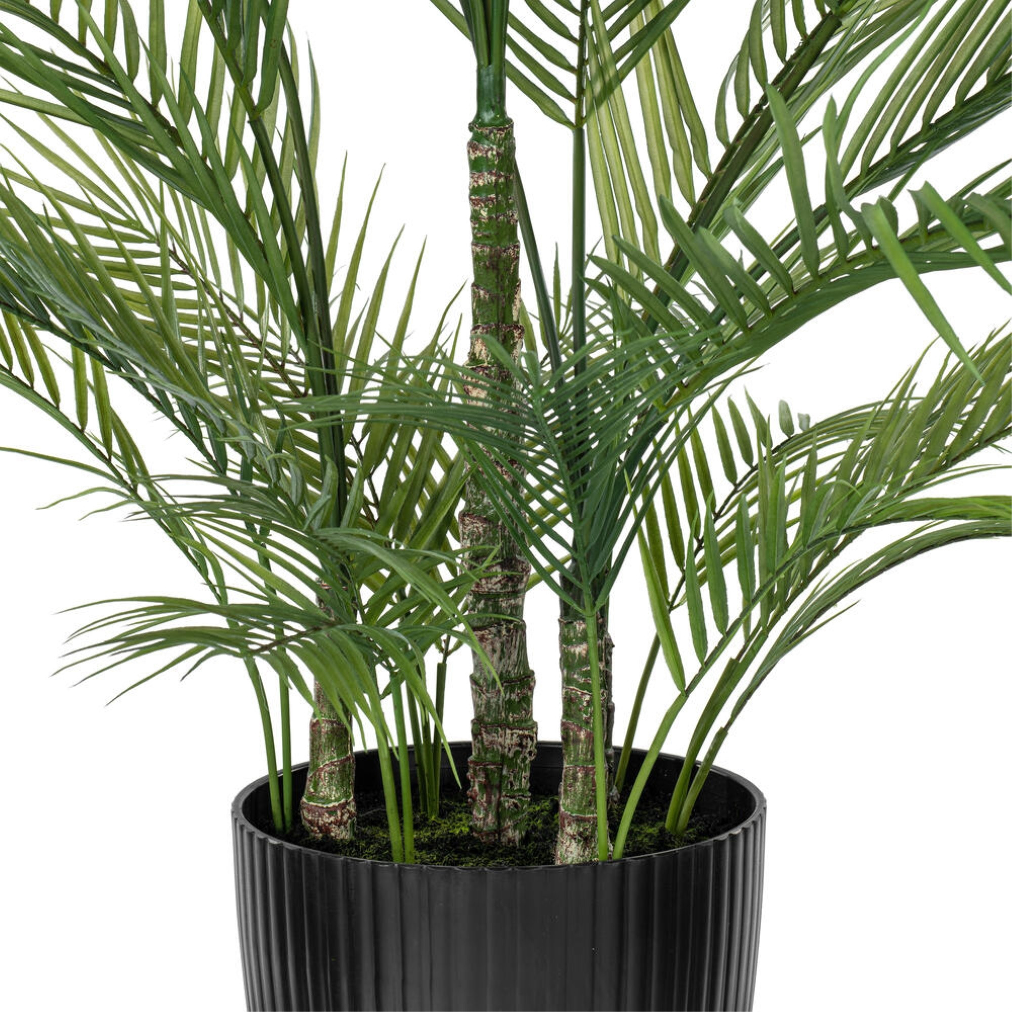 60" Green Areca Palm Plant