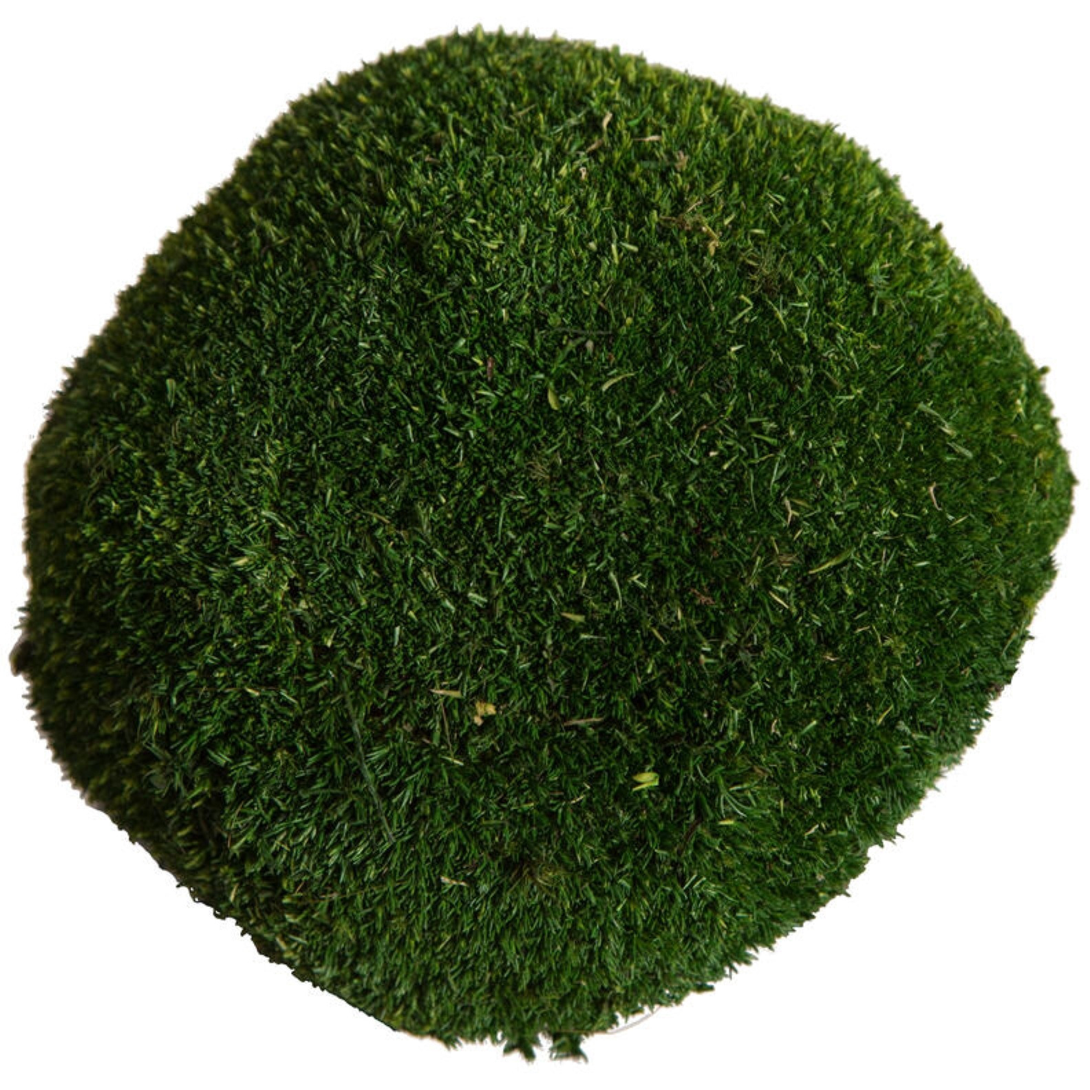 1 Lb. Apple Green Pole Moss