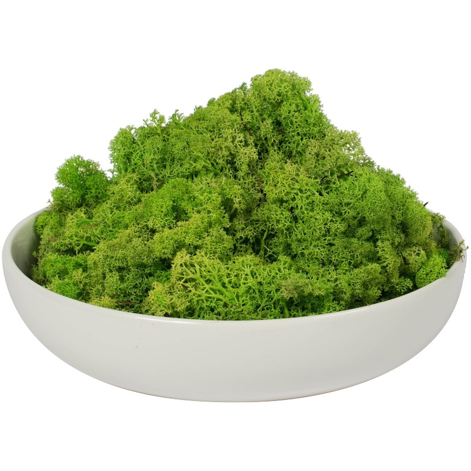 9 lb Apple Green Preserved Reindeer Moss