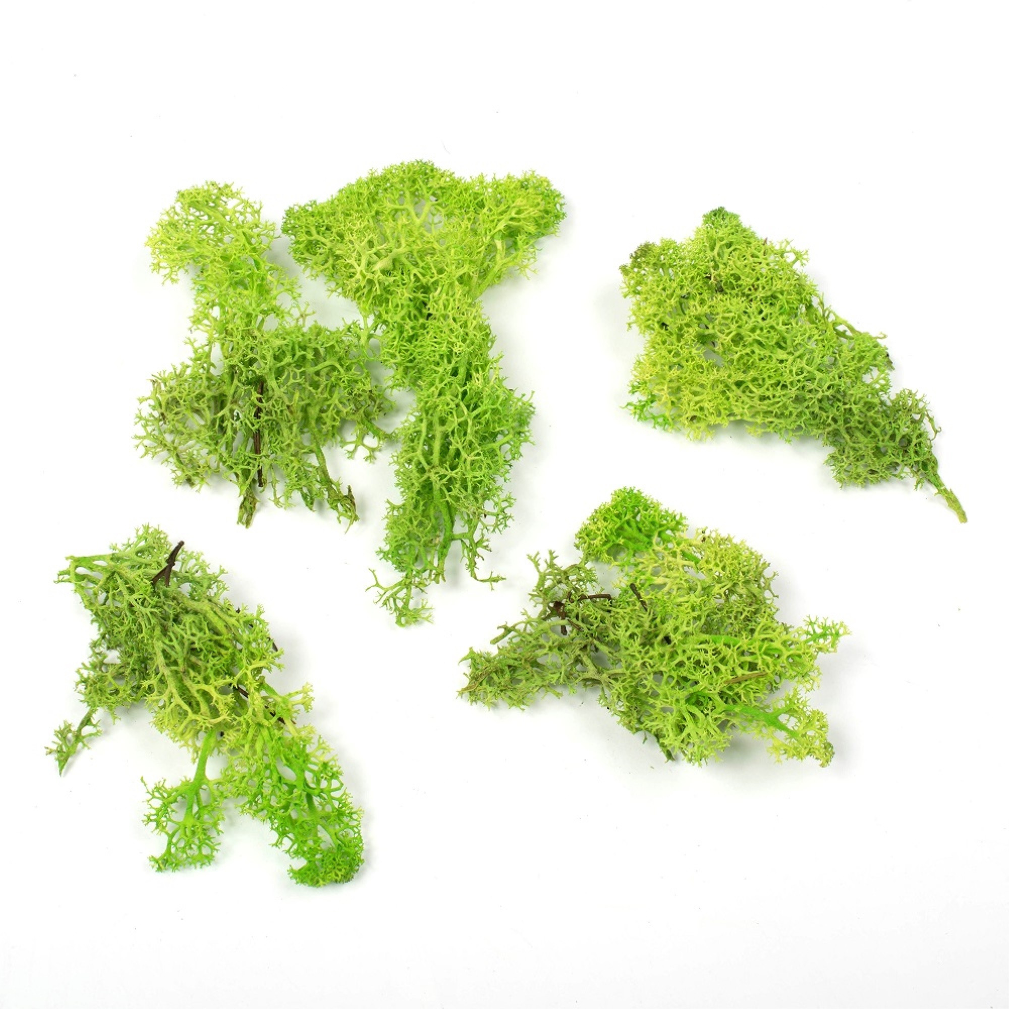 9 lb Apple Green Preserved Reindeer Moss