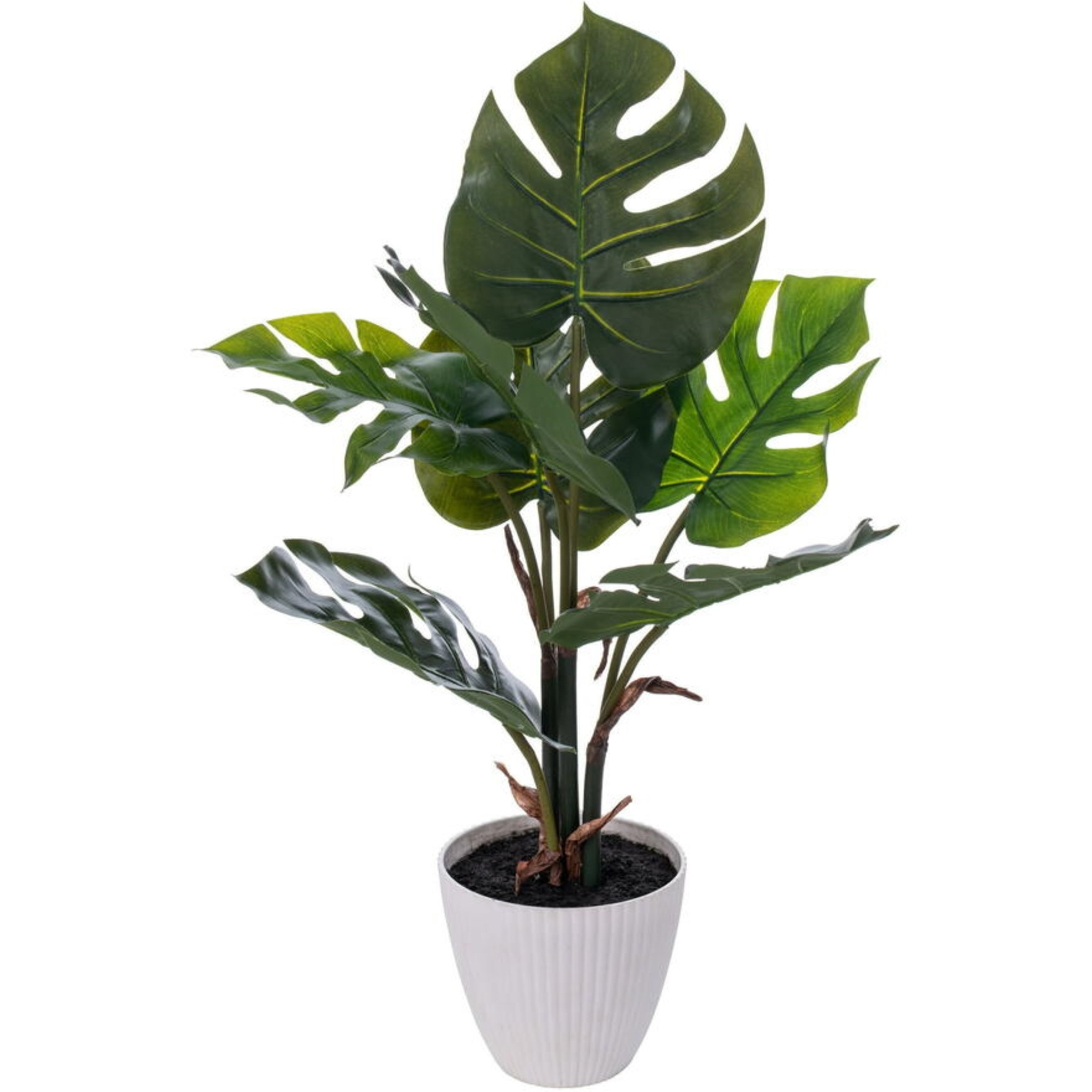 18" Green Monstera Plant x7 in White Pot