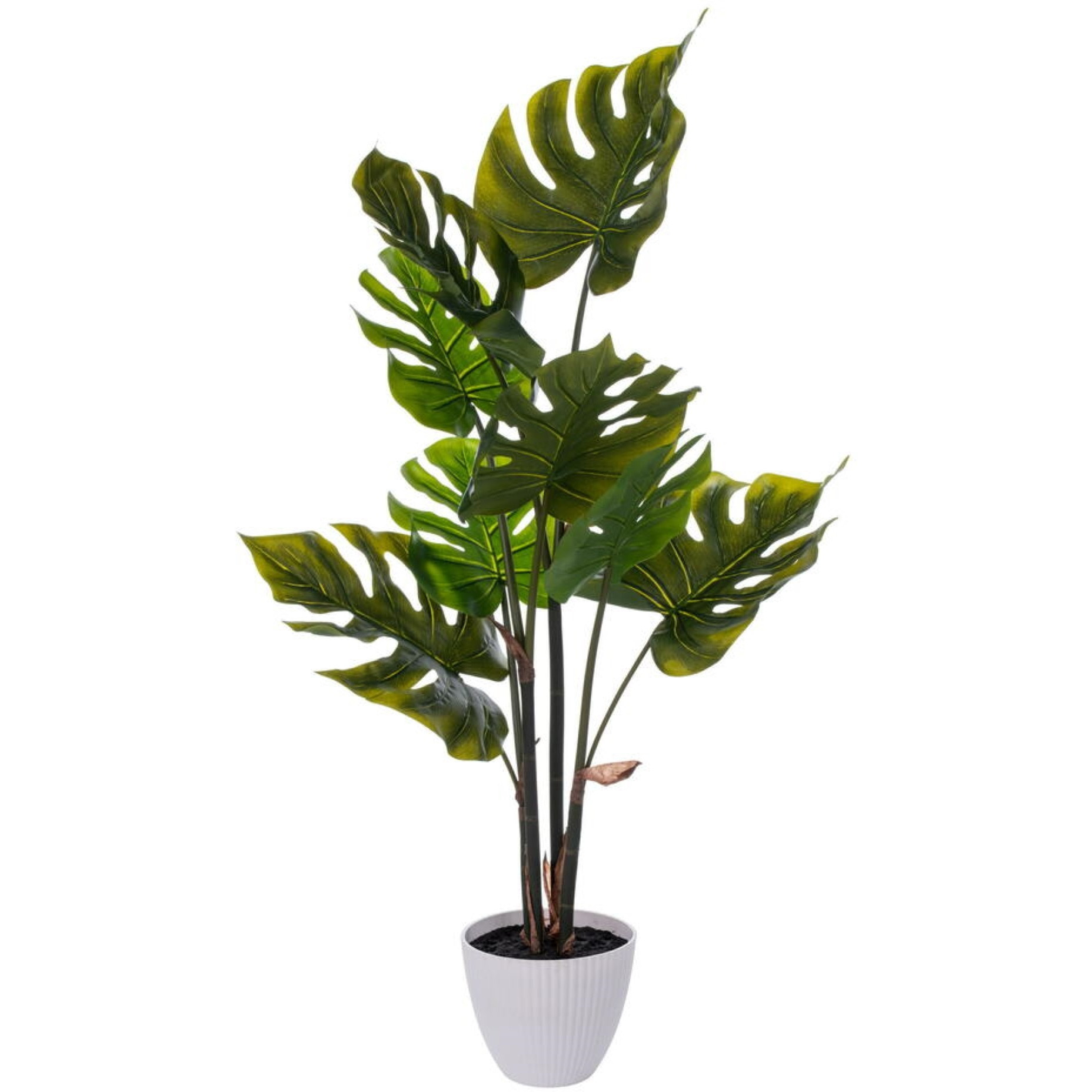 37" Green Monstera Plant x8 in White Pot