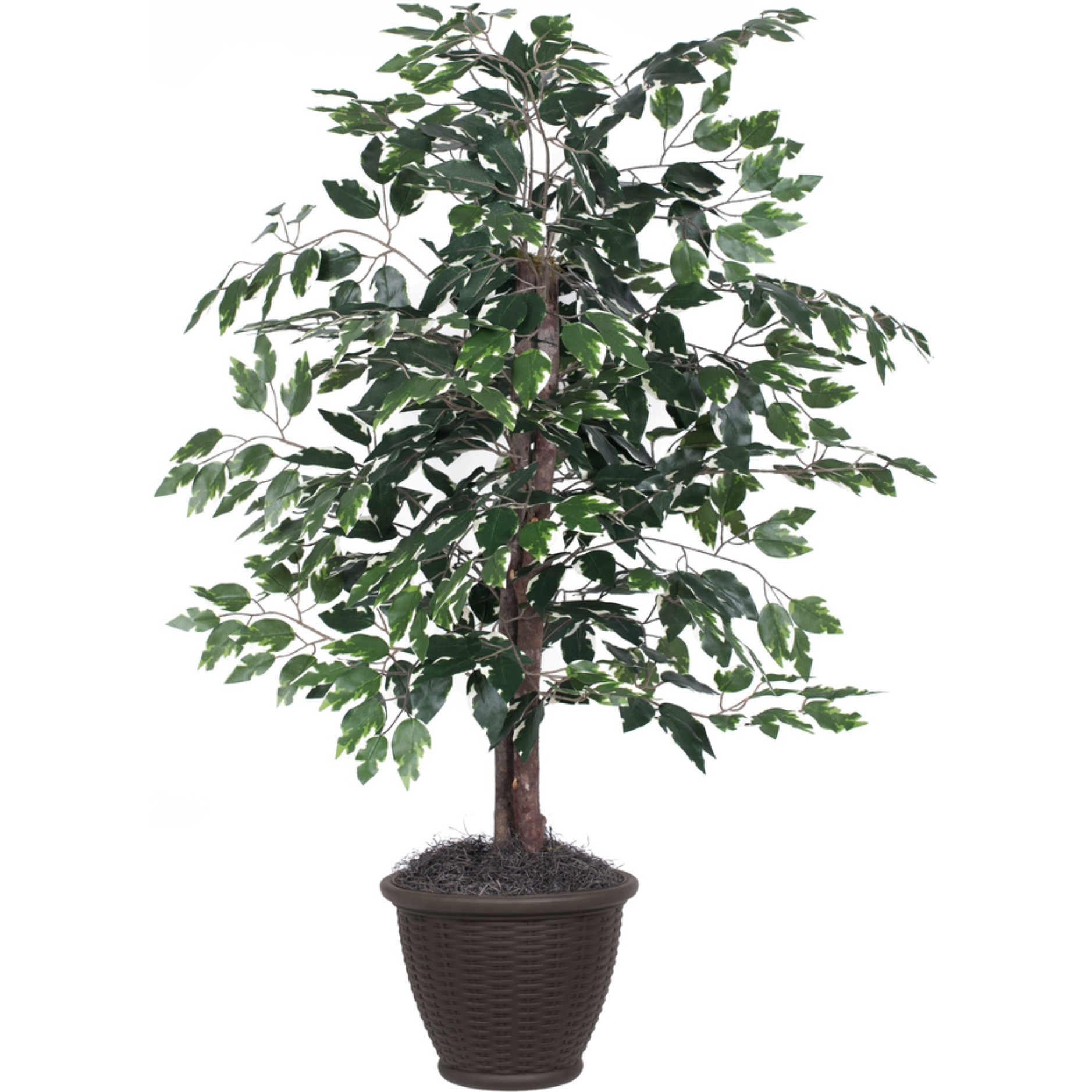 4' Variegated Ficus Bush in Brown Pot