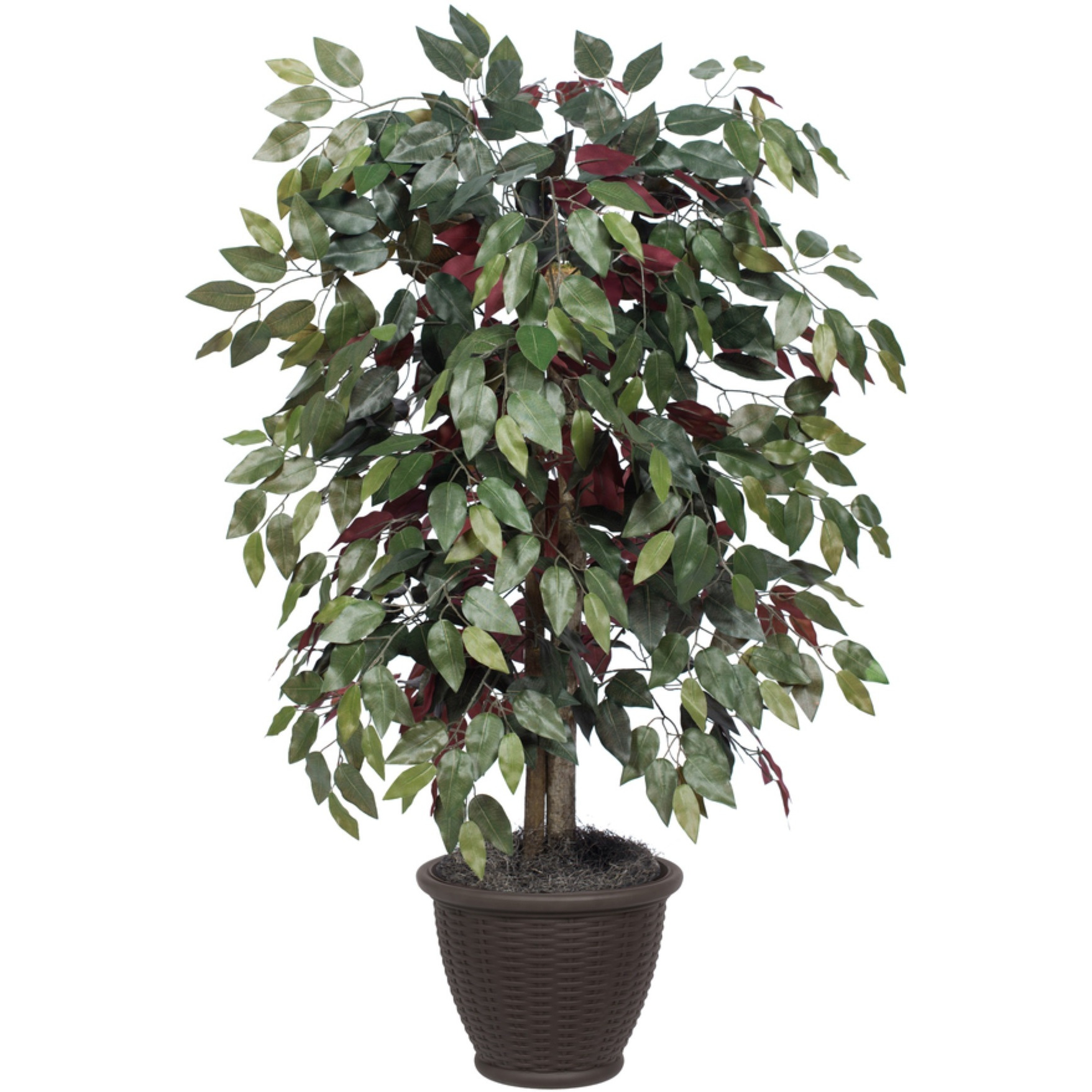 4' Capensia Bush in Brown Plastic Pot