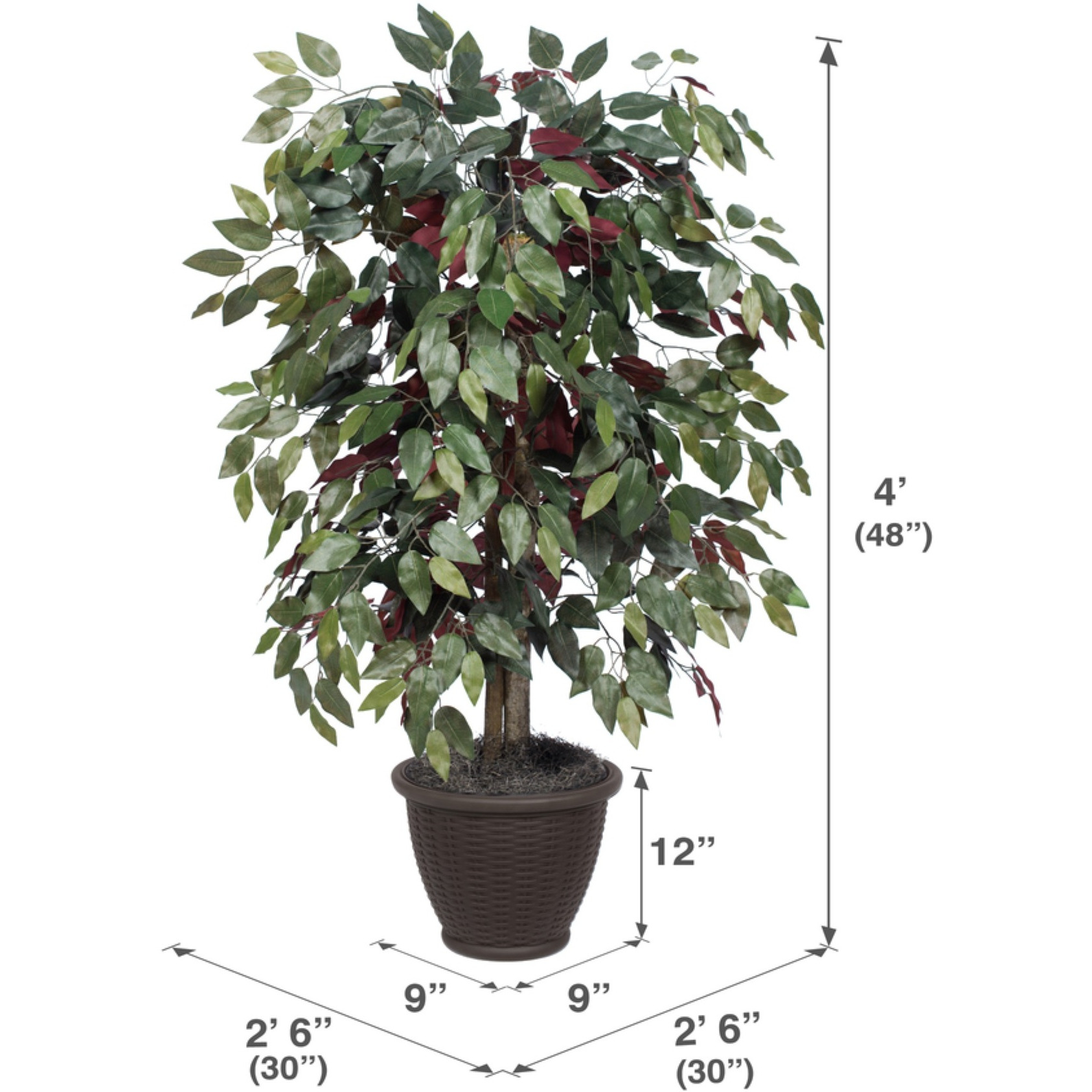 4' Capensia Bush in Brown Plastic Pot