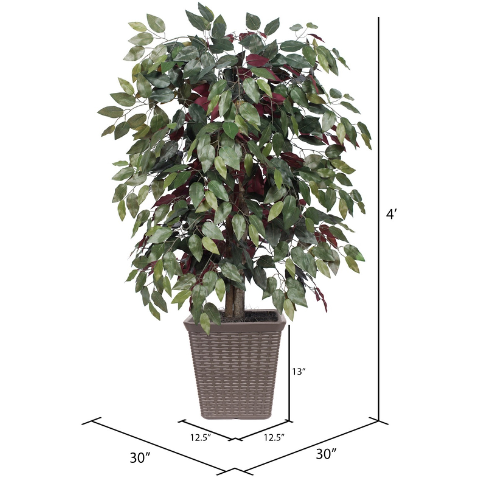 4' Capensia Bush Square Brown Container