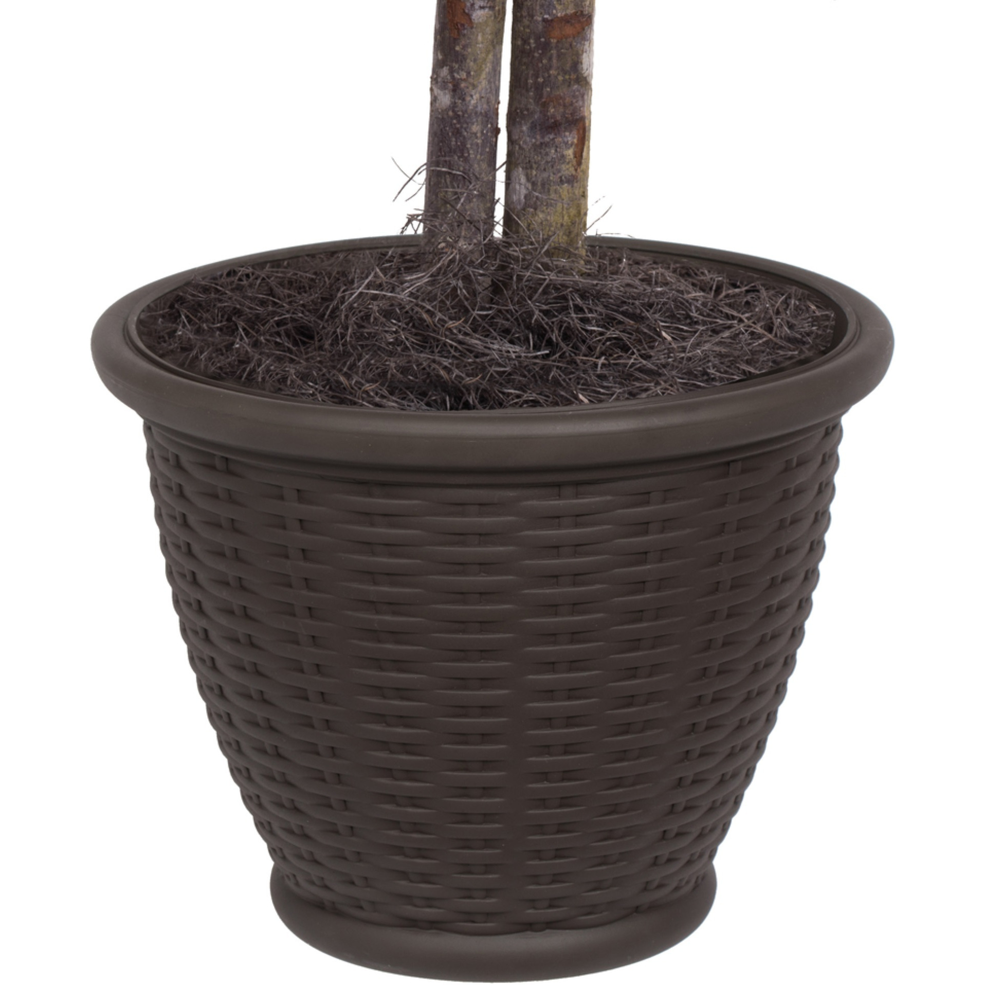 4' Ming Aralia Bush in Brown Plastic Pot